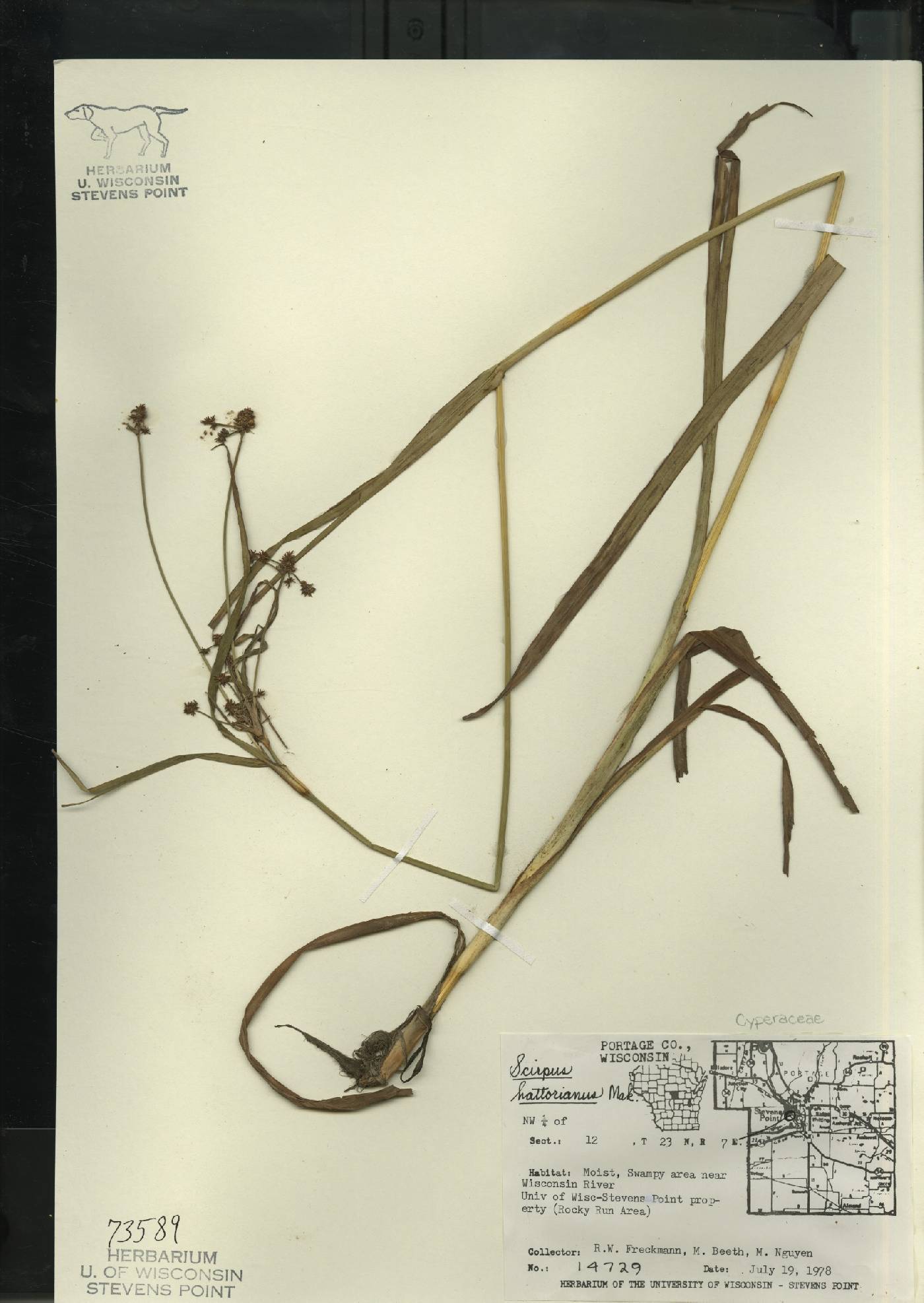 Scirpus hattorianus image
