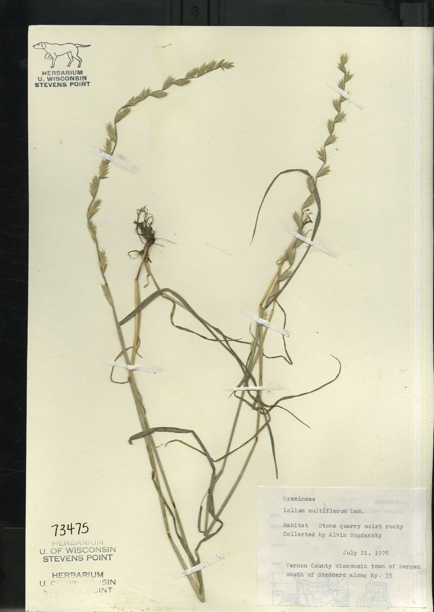 Lolium perenne subsp. multiflorum image