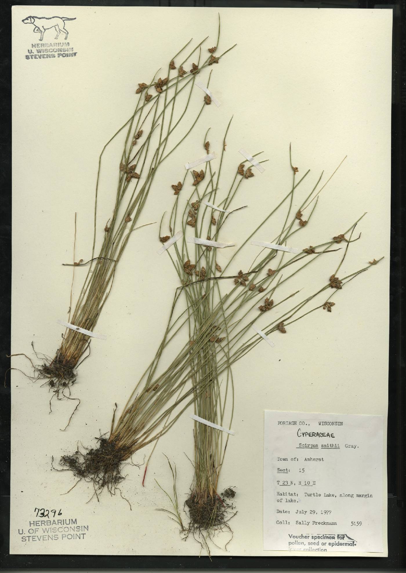 Schoenoplectus smithii image
