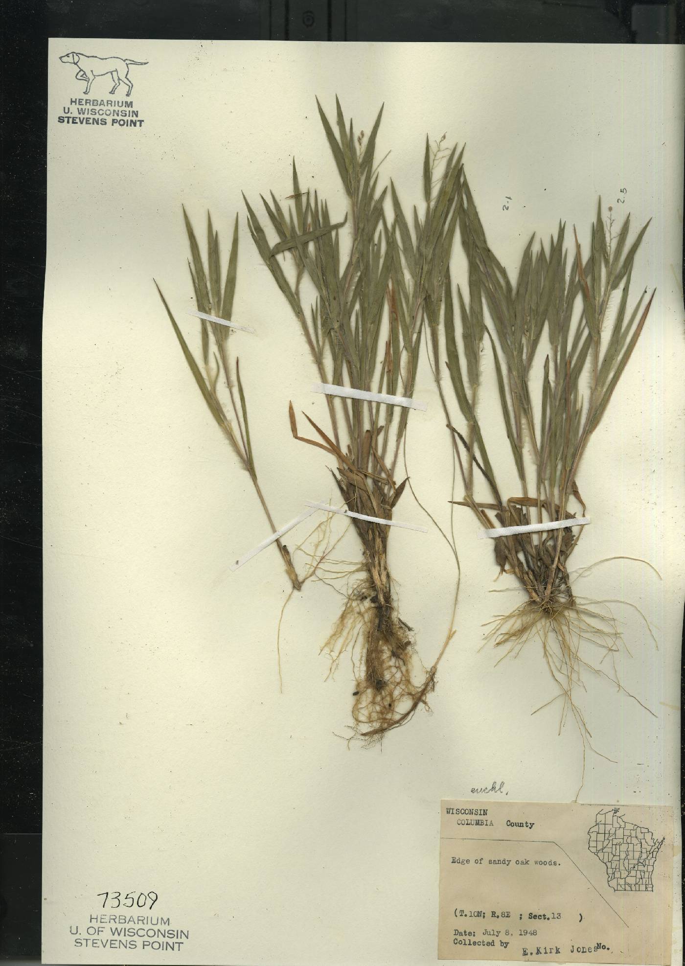 Dichanthelium commonsianum var. euchlamydeum image