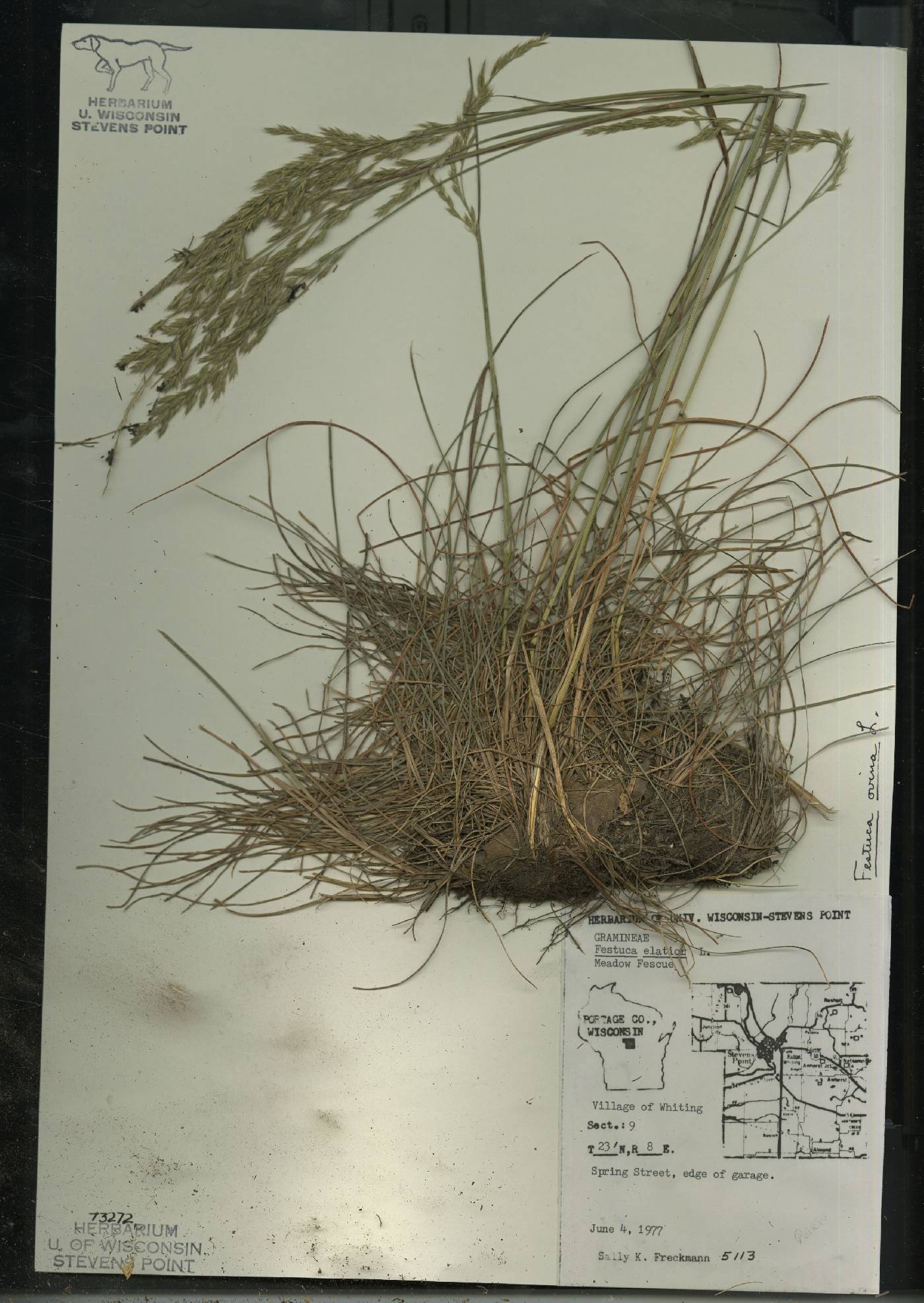 Festuca trachyphylla image