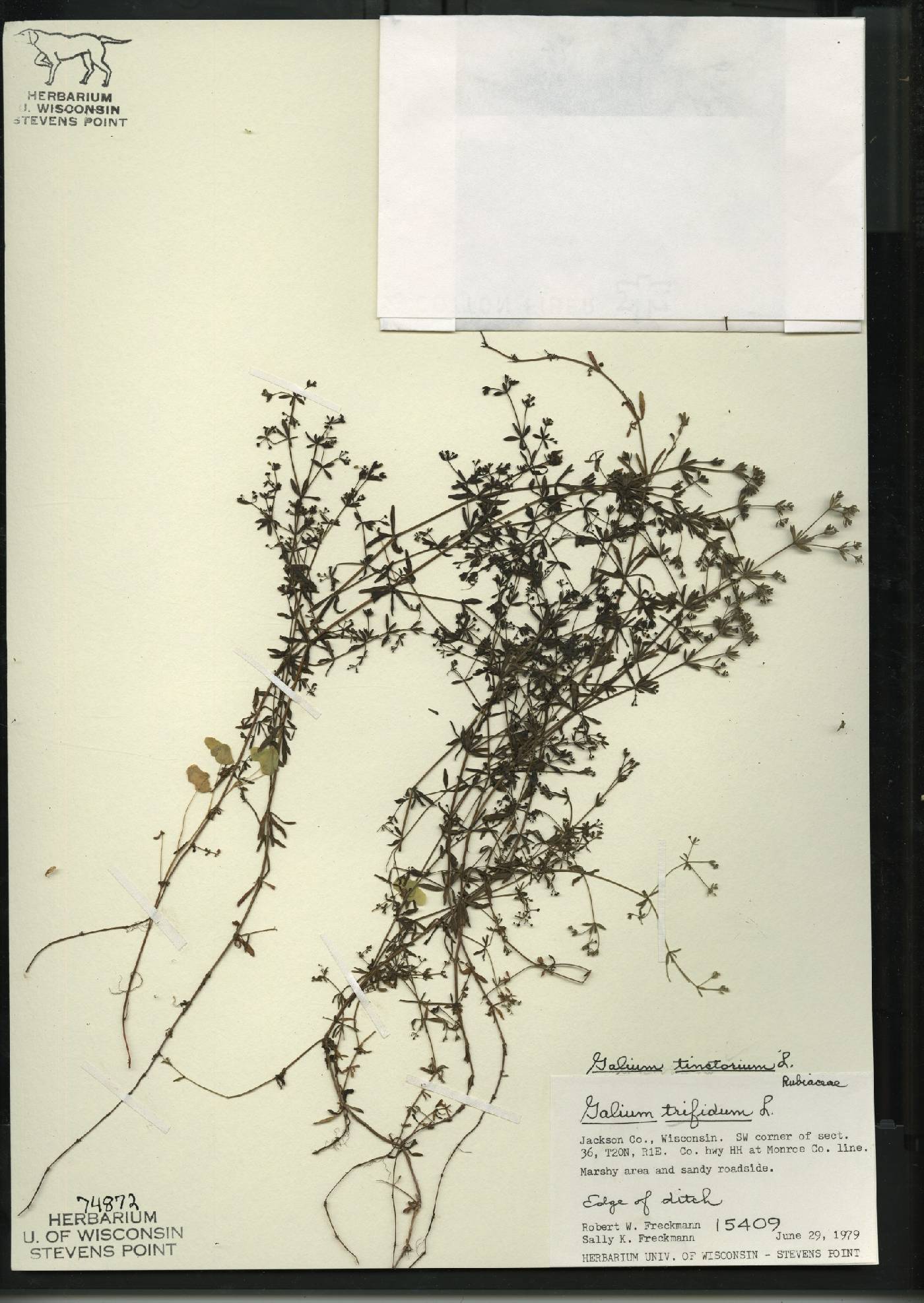 Galium tinctorium image