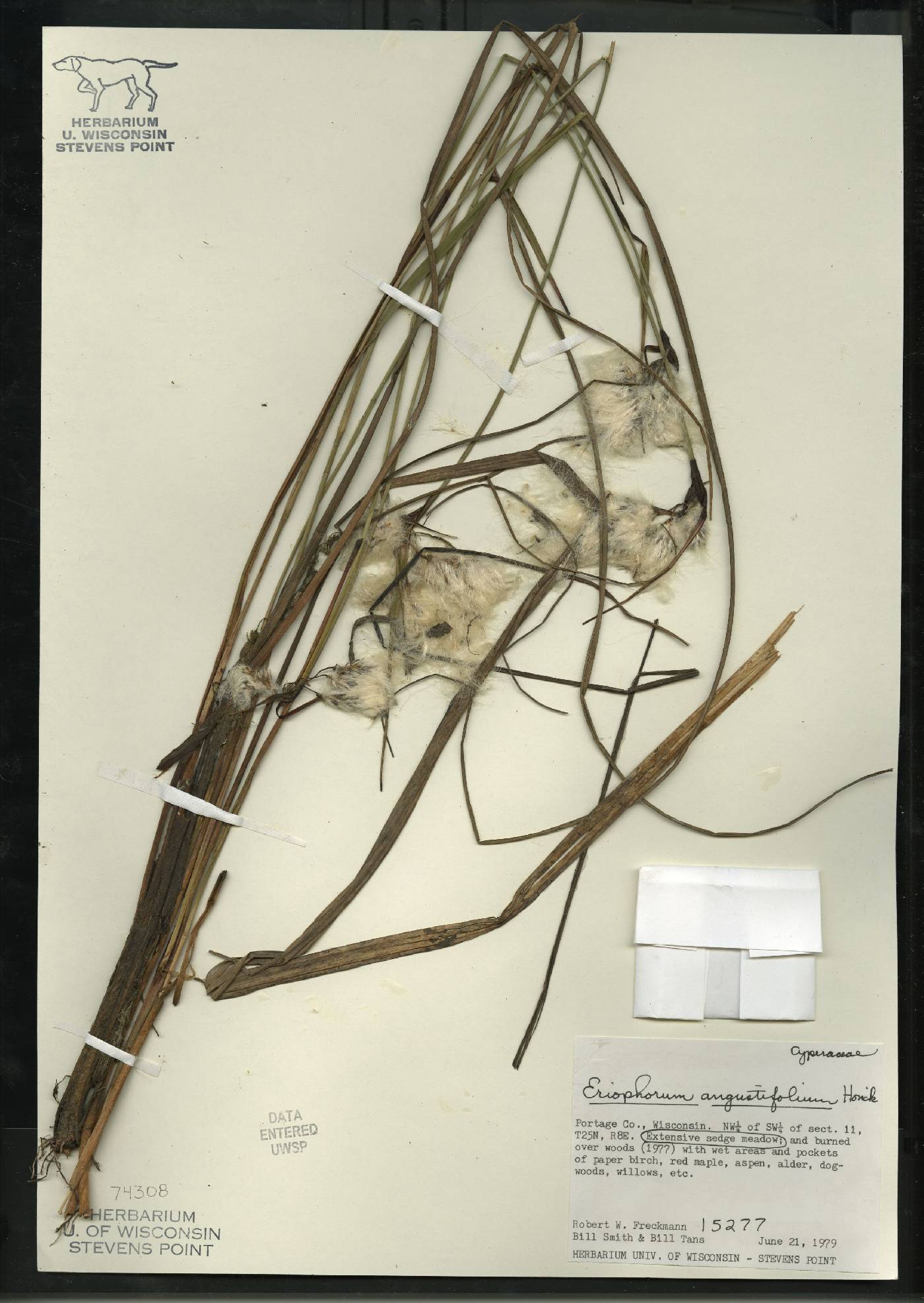 Eriophorum angustifolium subsp. angustifolium image