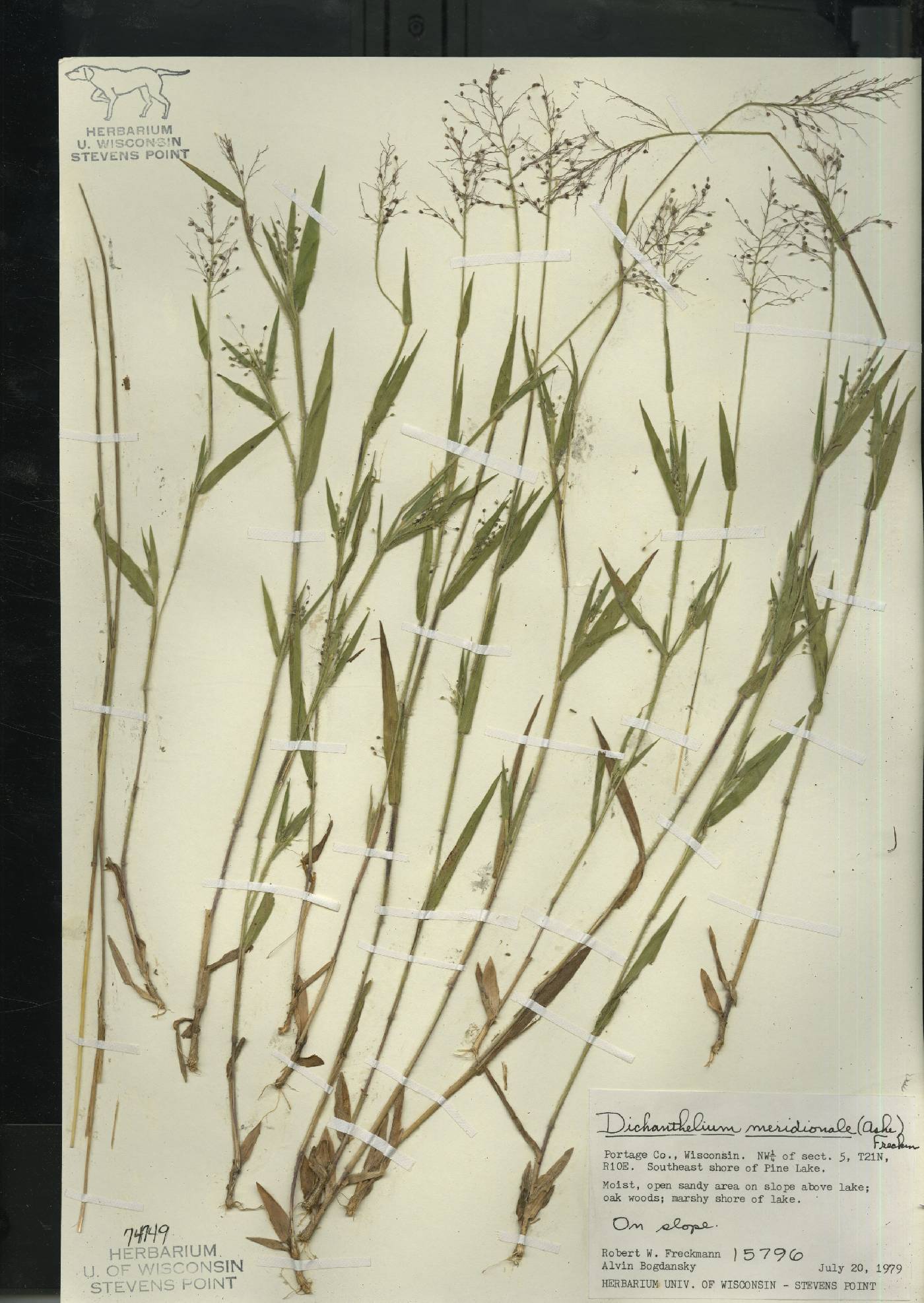 Dichanthelium meridionale image