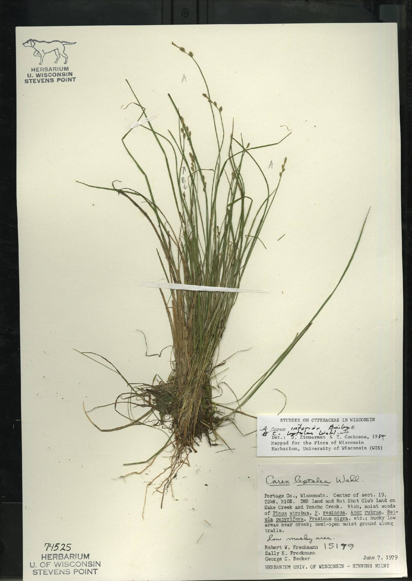 Carex interior image