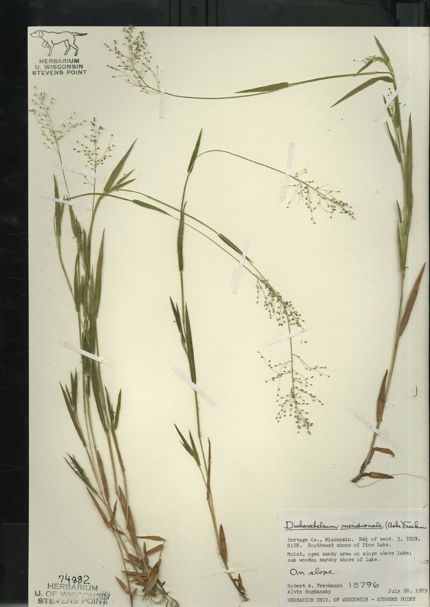Dichanthelium meridionale image