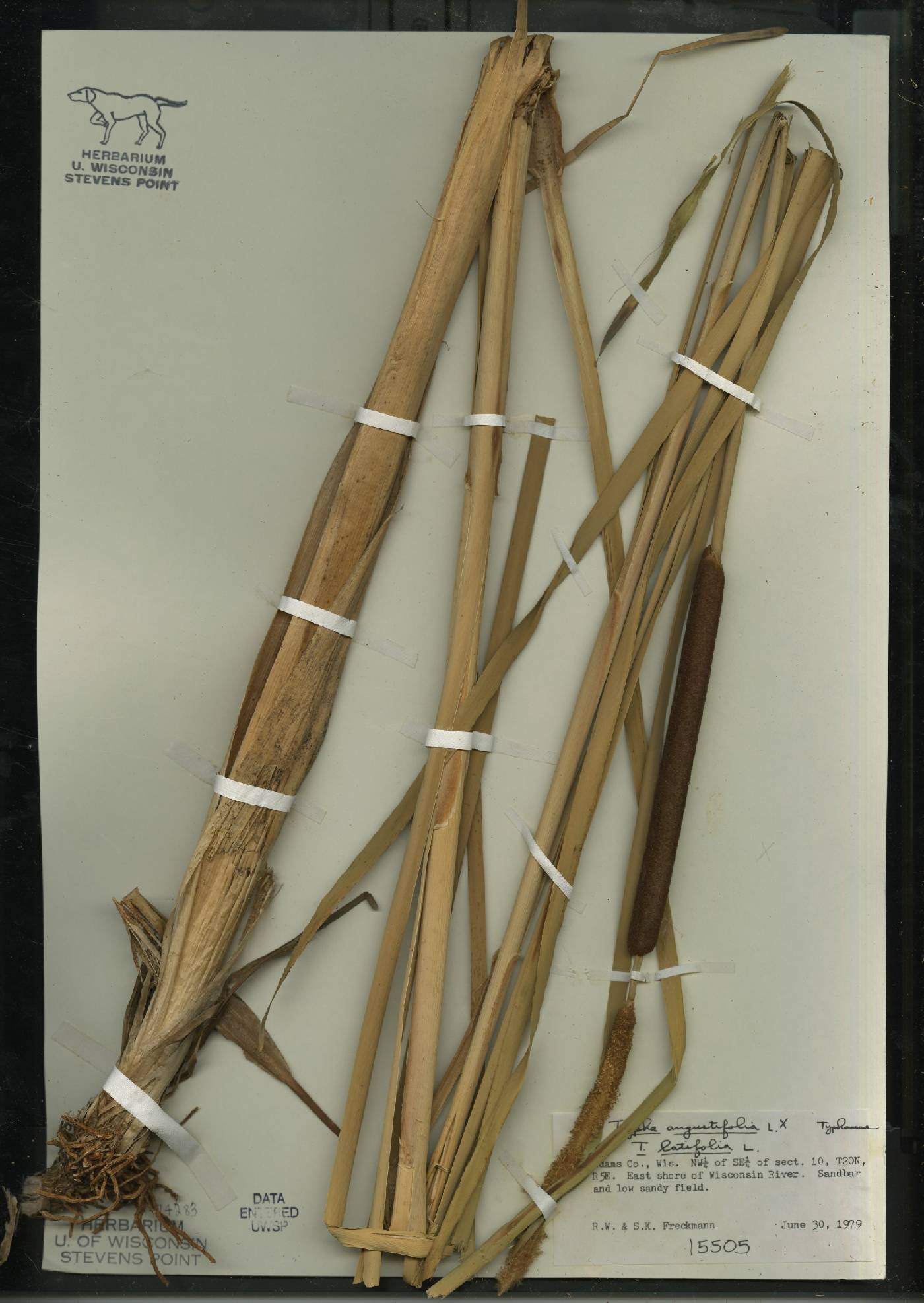 Typha X glauca image