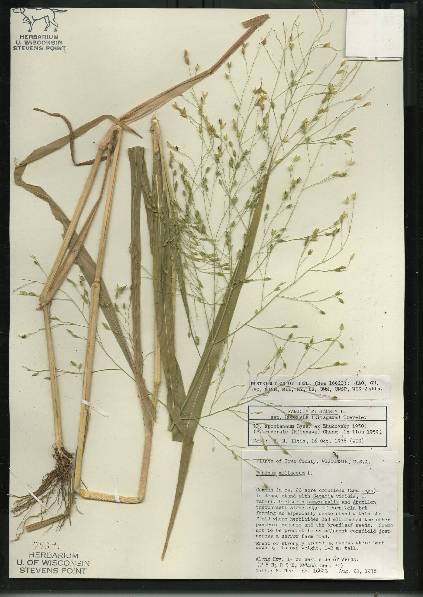 Panicum miliaceum subsp. ruderale image