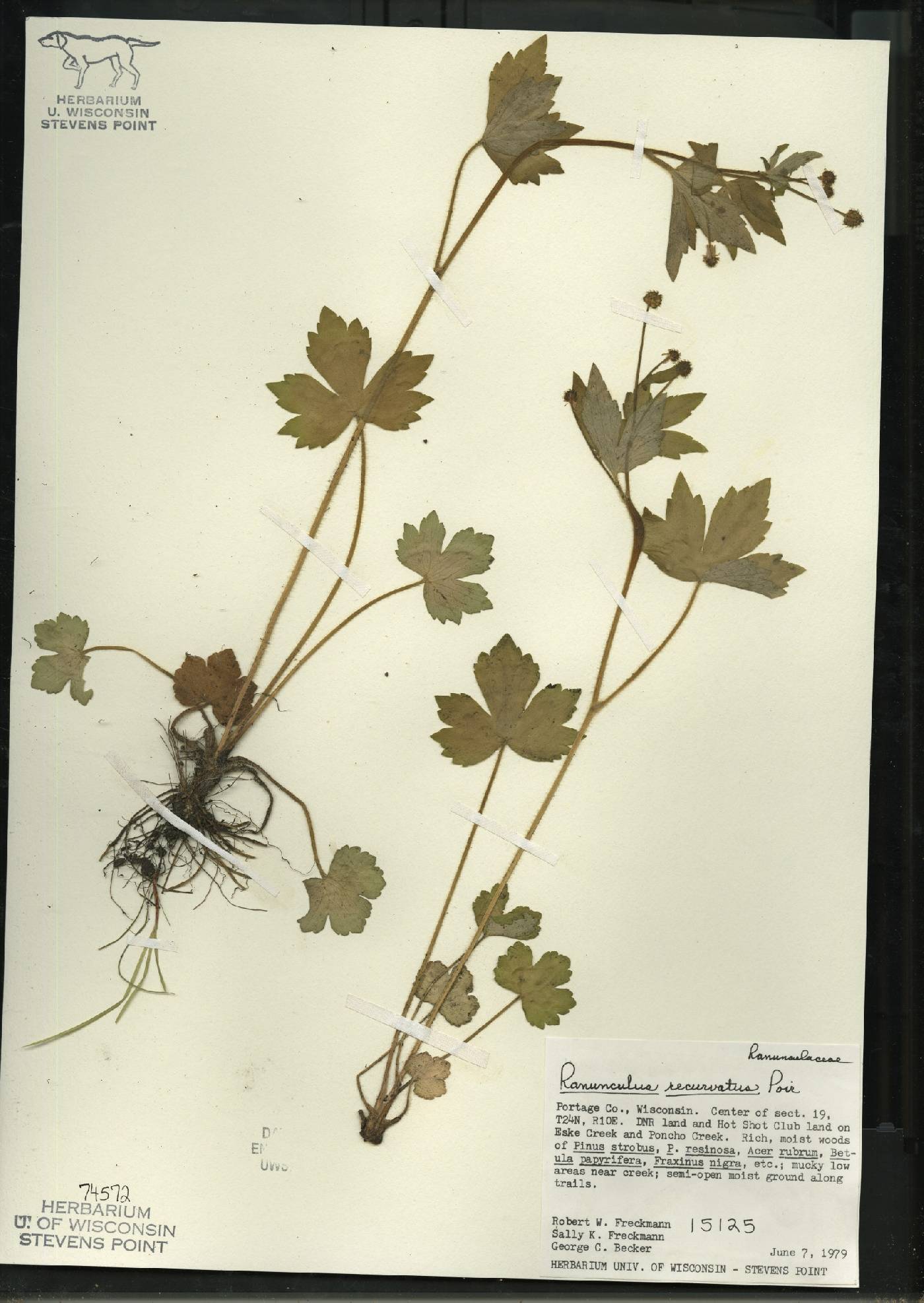 Ranunculus recurvatus var. recurvatus image
