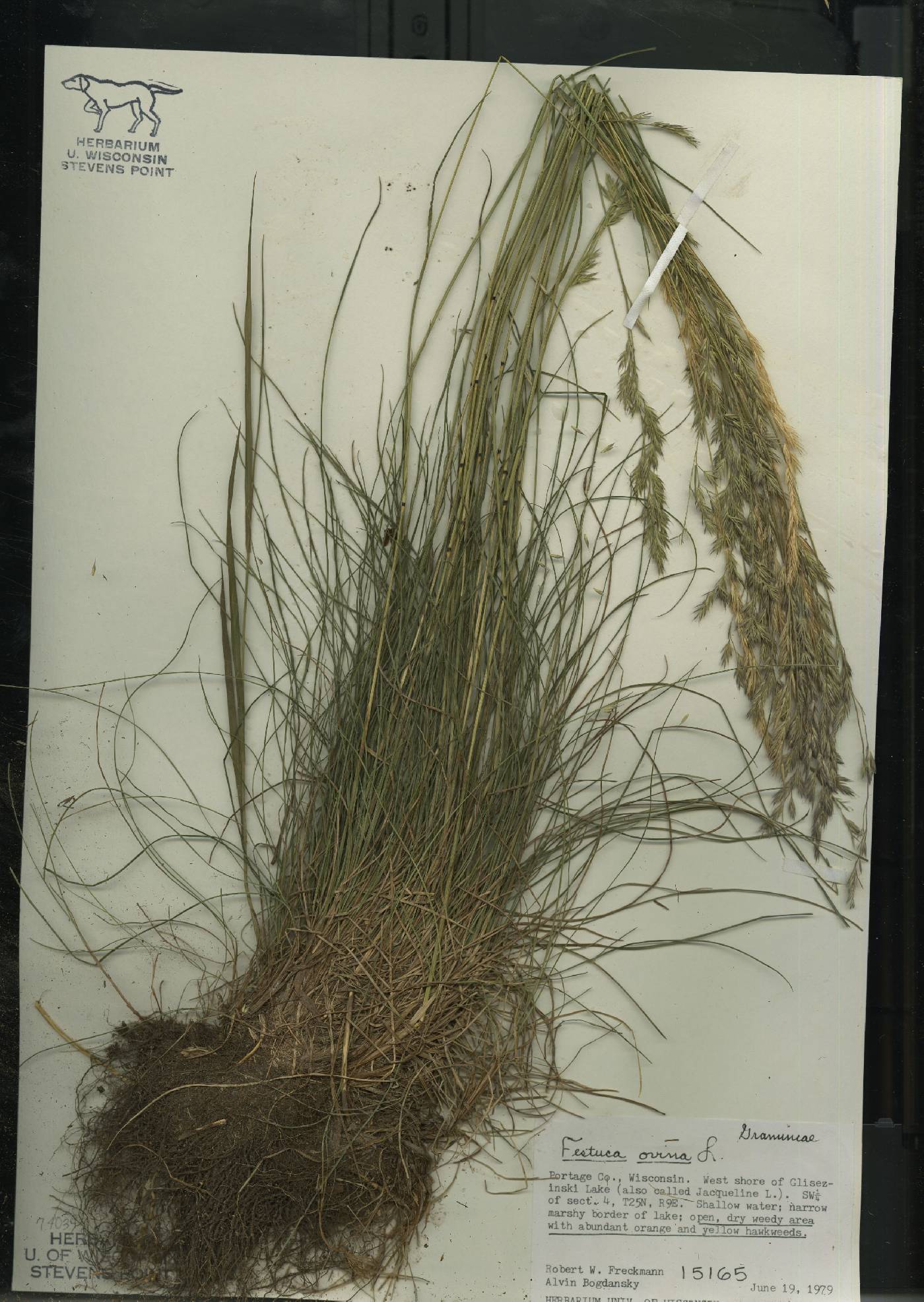 Festuca trachyphylla image
