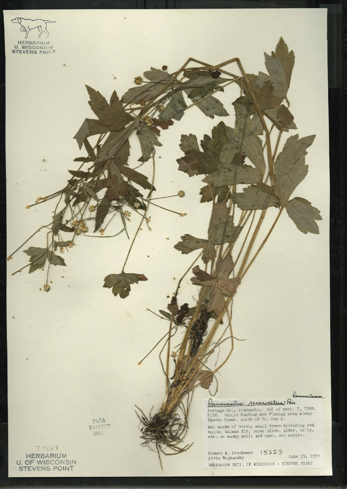 Ranunculus recurvatus var. recurvatus image