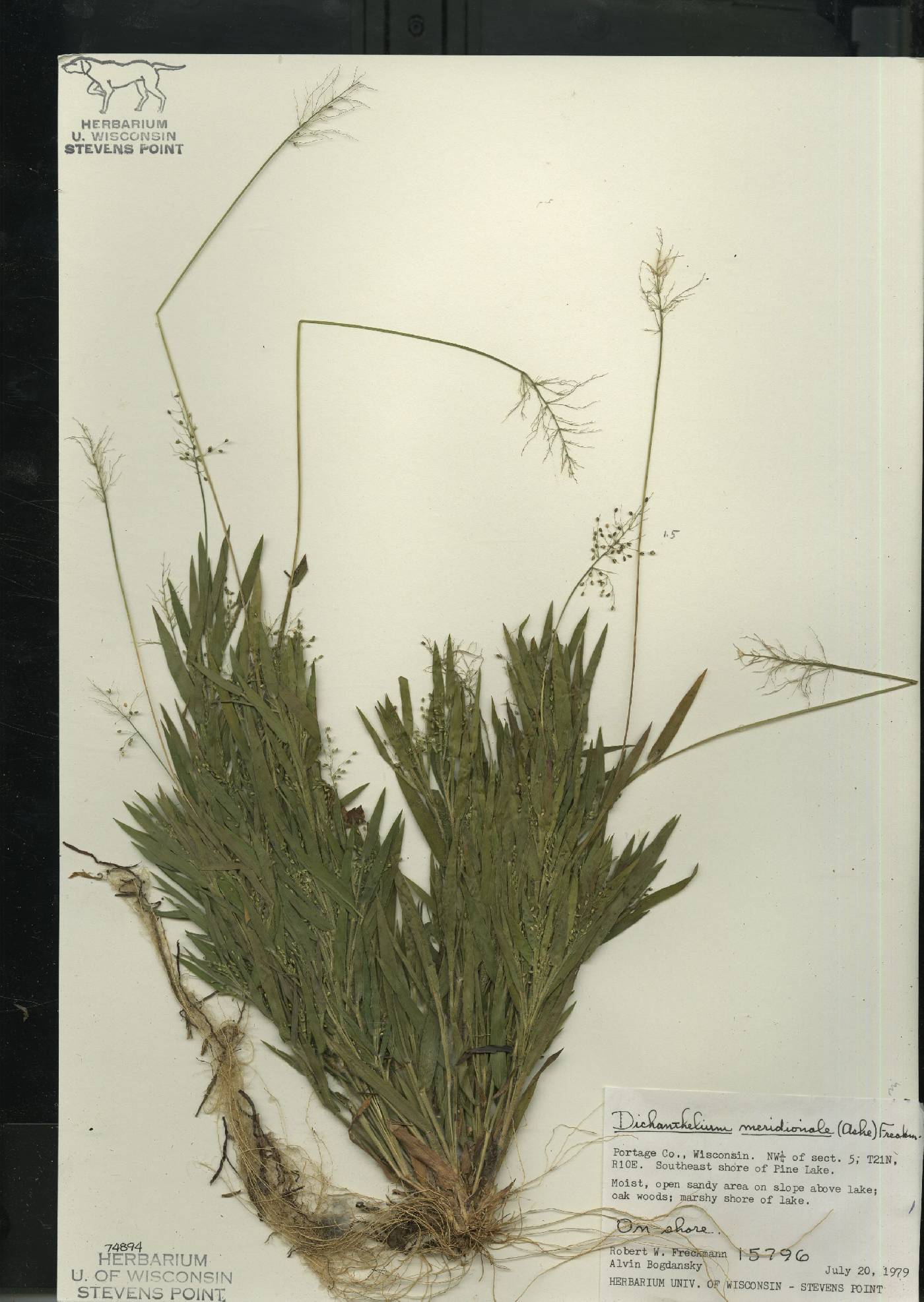 Dichanthelium meridionale image