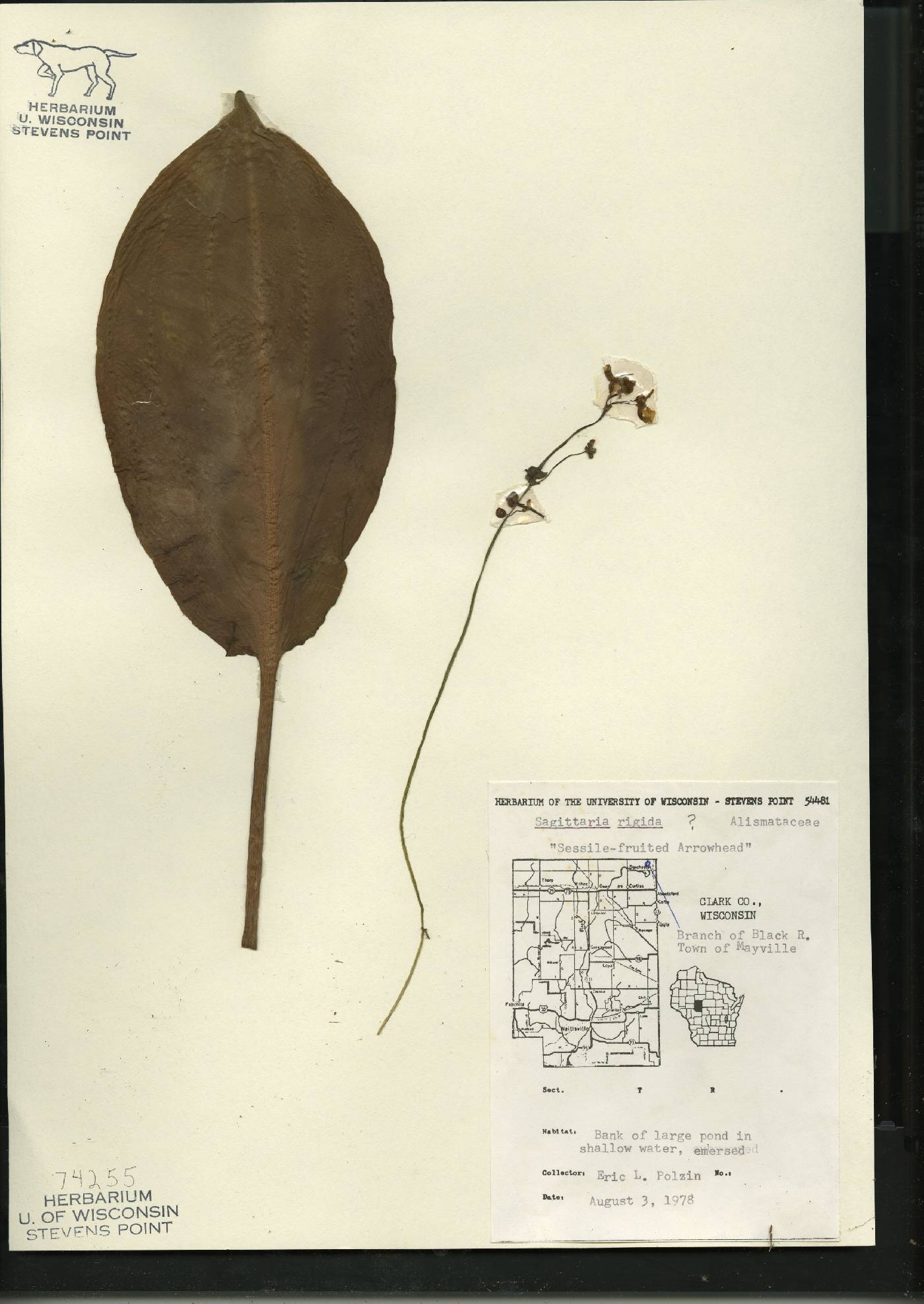 Sagittaria rigida image
