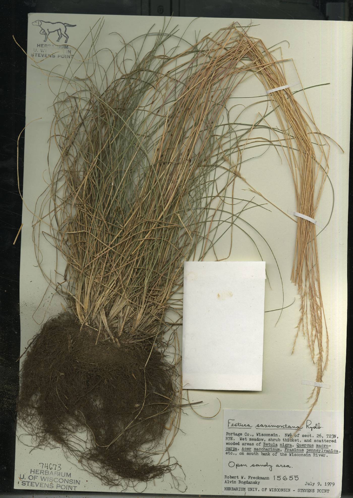 Festuca saximontana subsp. saximontana image