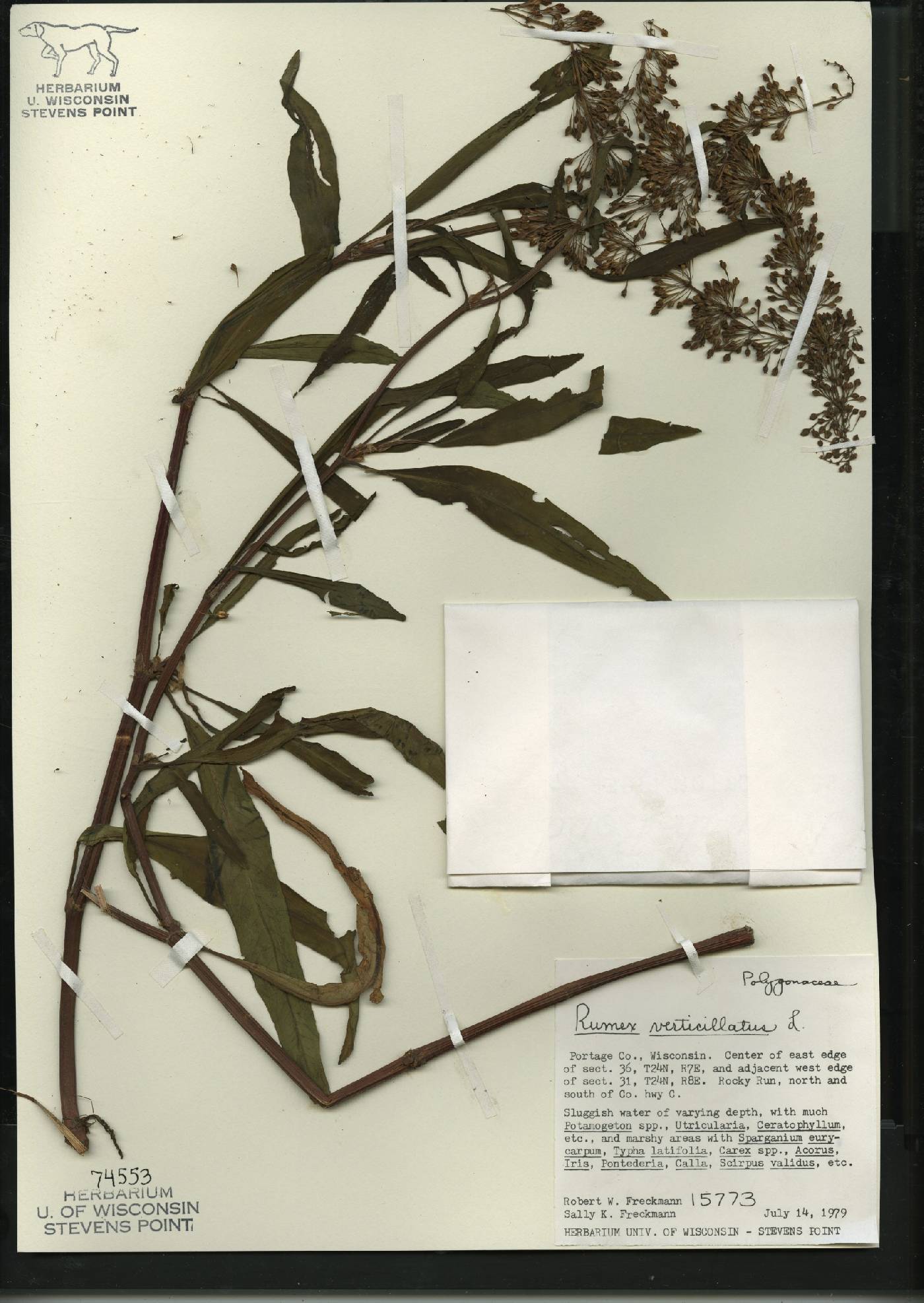 Rumex verticillatus image