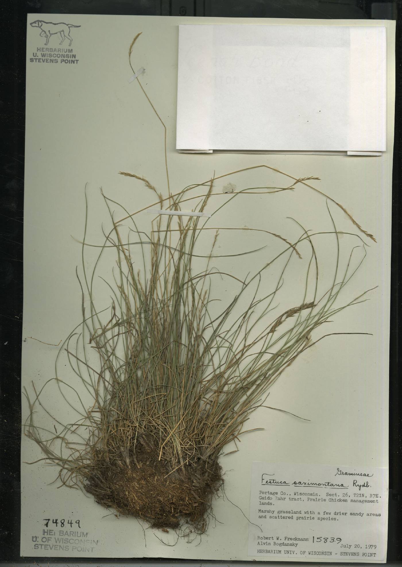 Festuca saximontana subsp. saximontana image