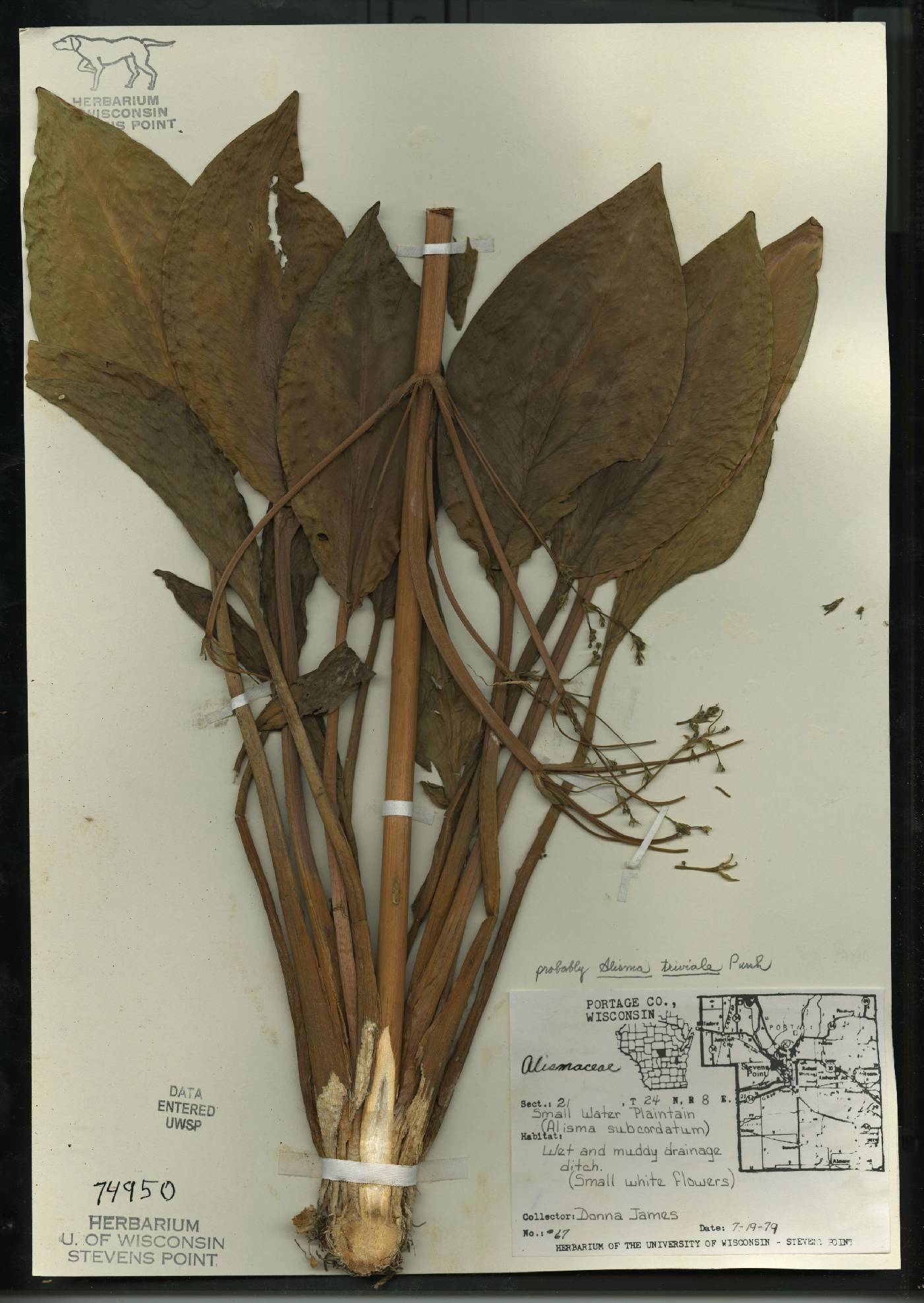 Alisma triviale image
