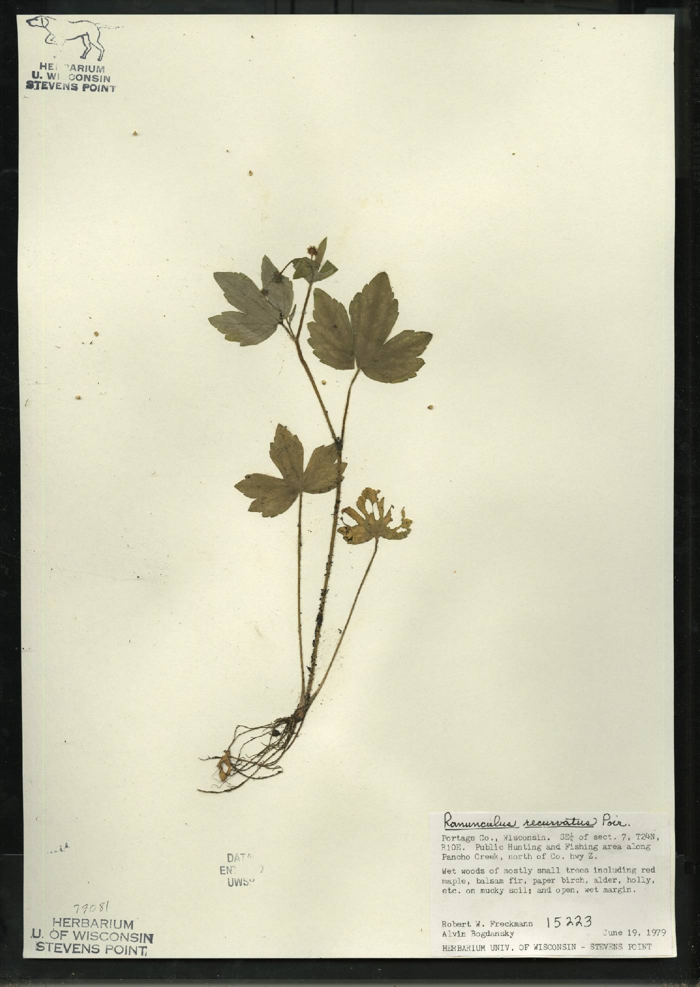 Ranunculus recurvatus var. recurvatus image