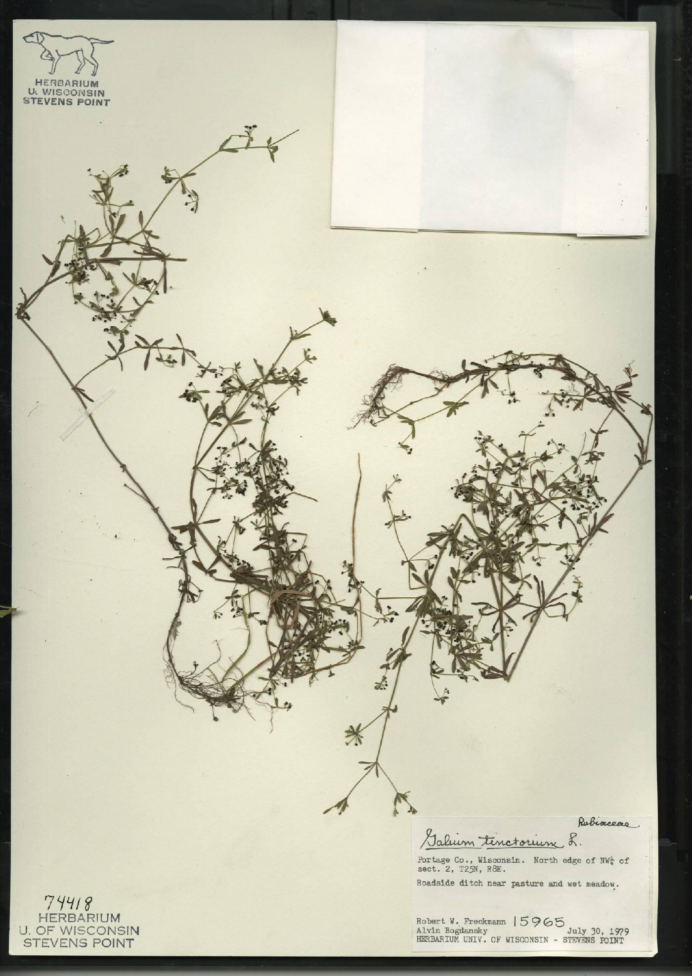 Galium tinctorium image