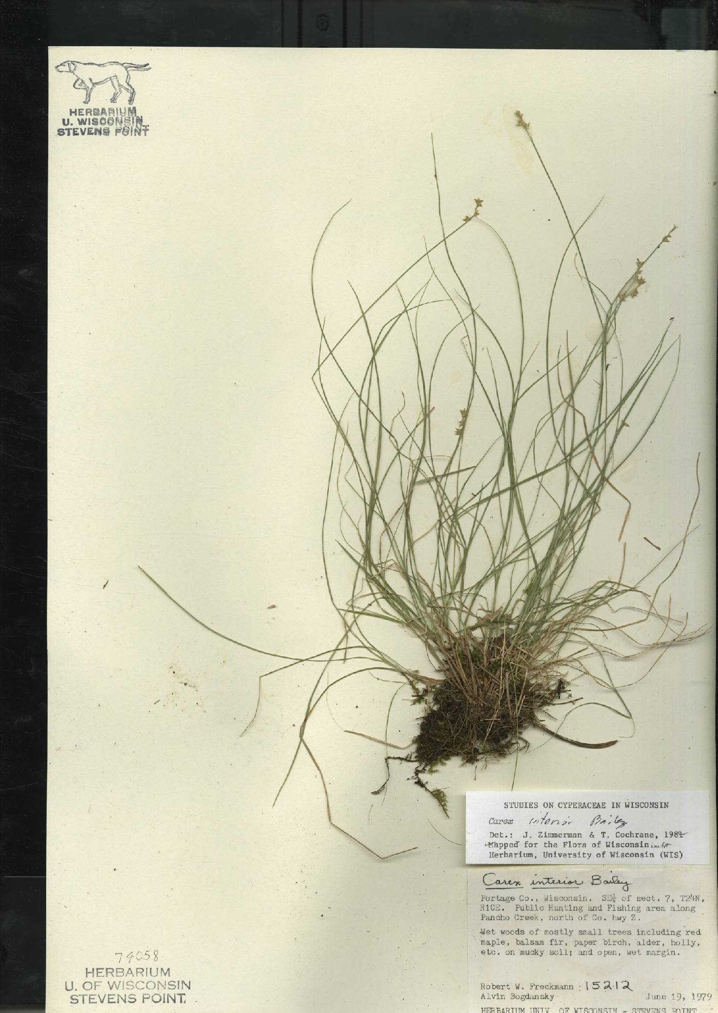 Carex interior image