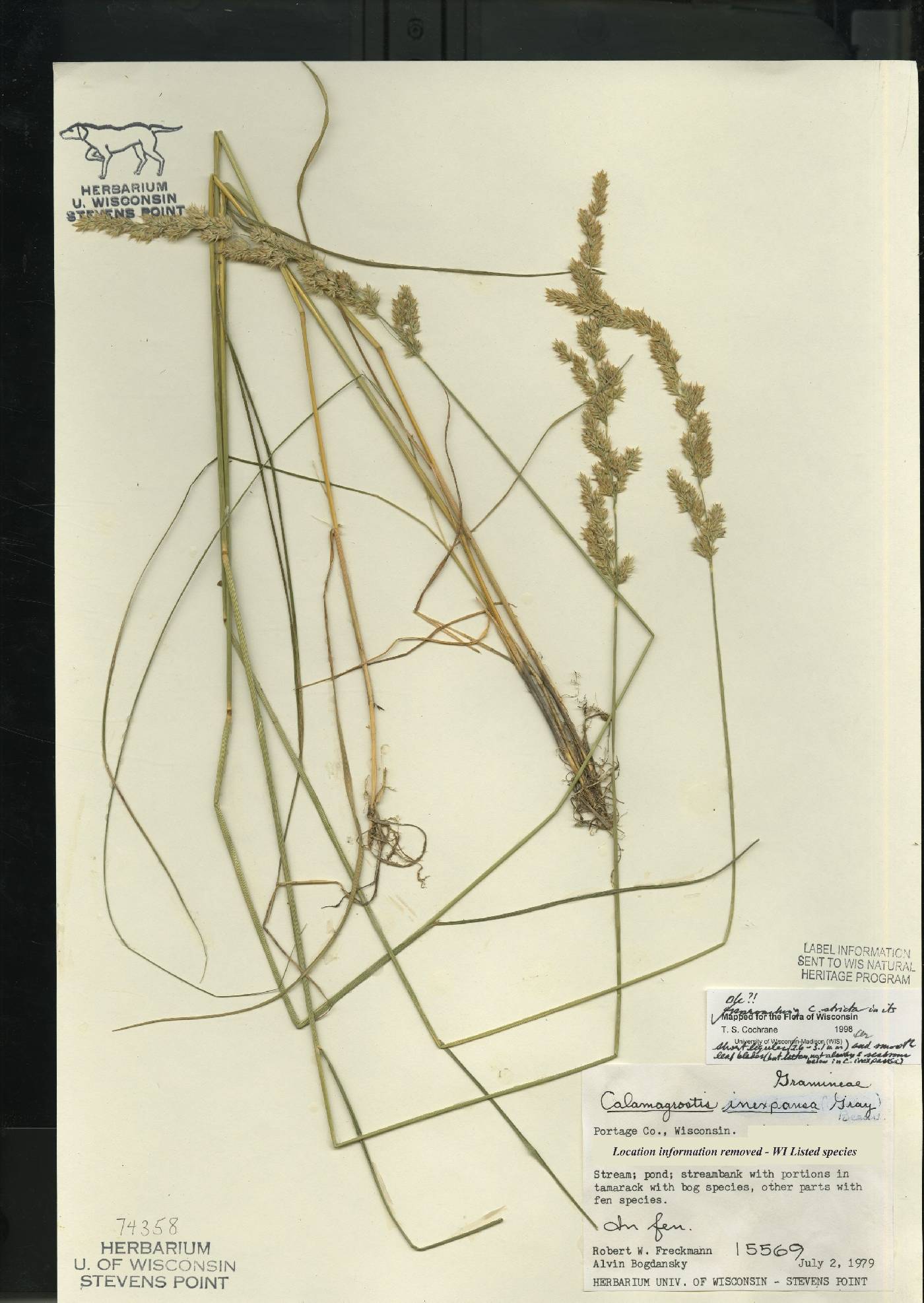 Calamagrostis stricta image