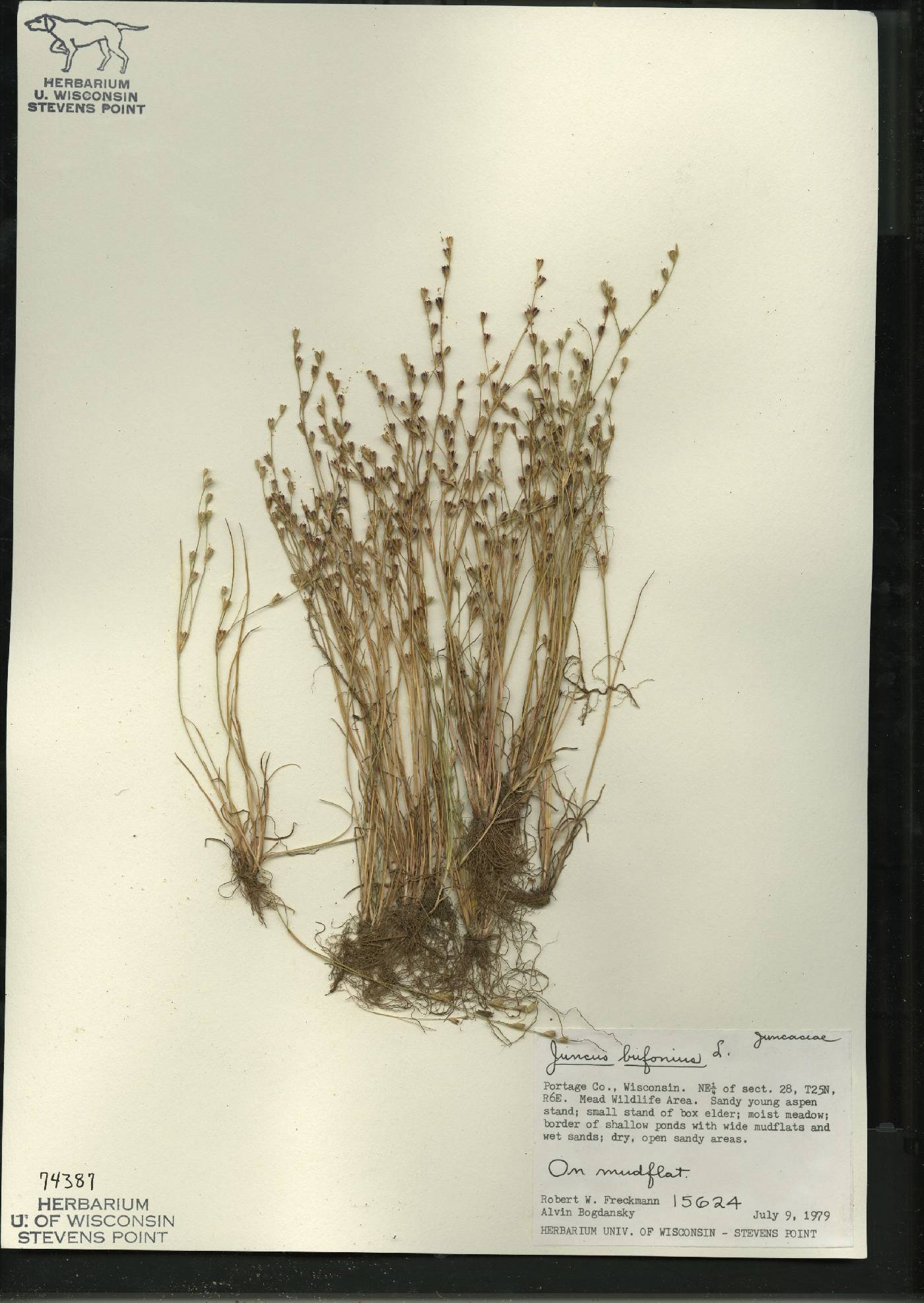 Juncus bufonius image