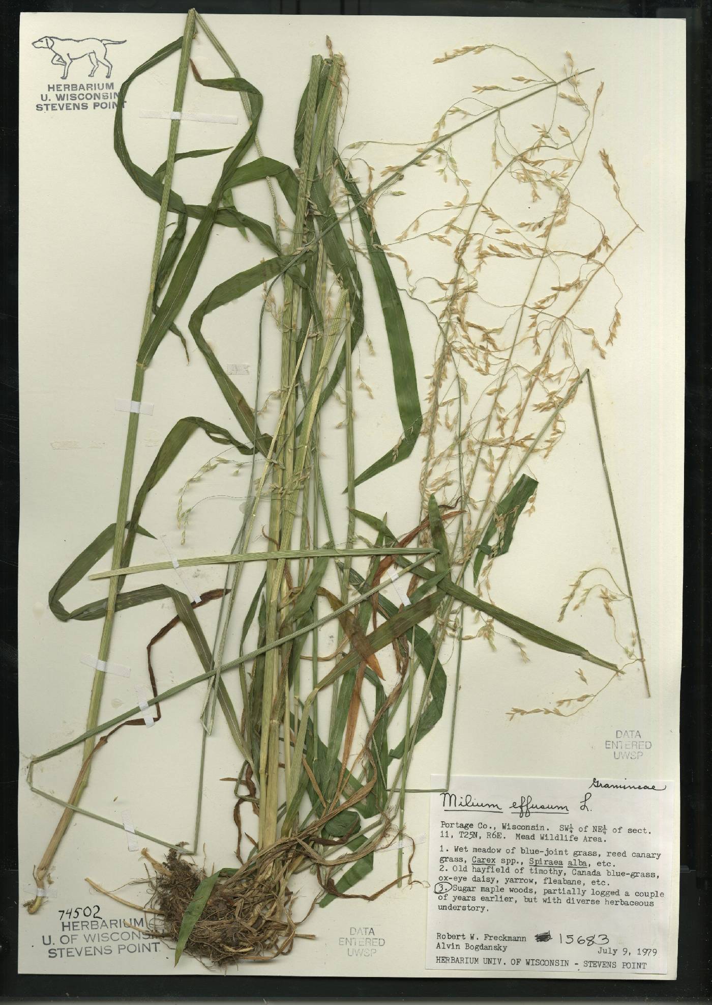 Milium effusum image