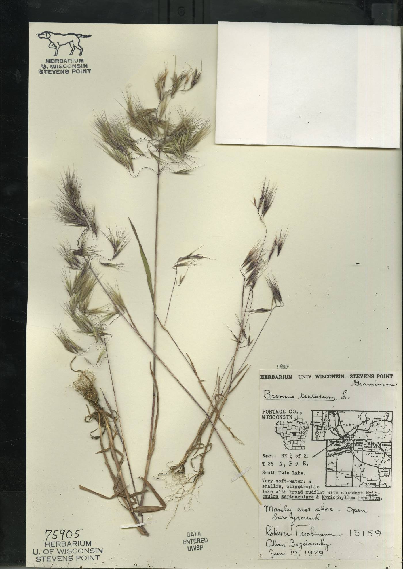 Bromus tectorum image