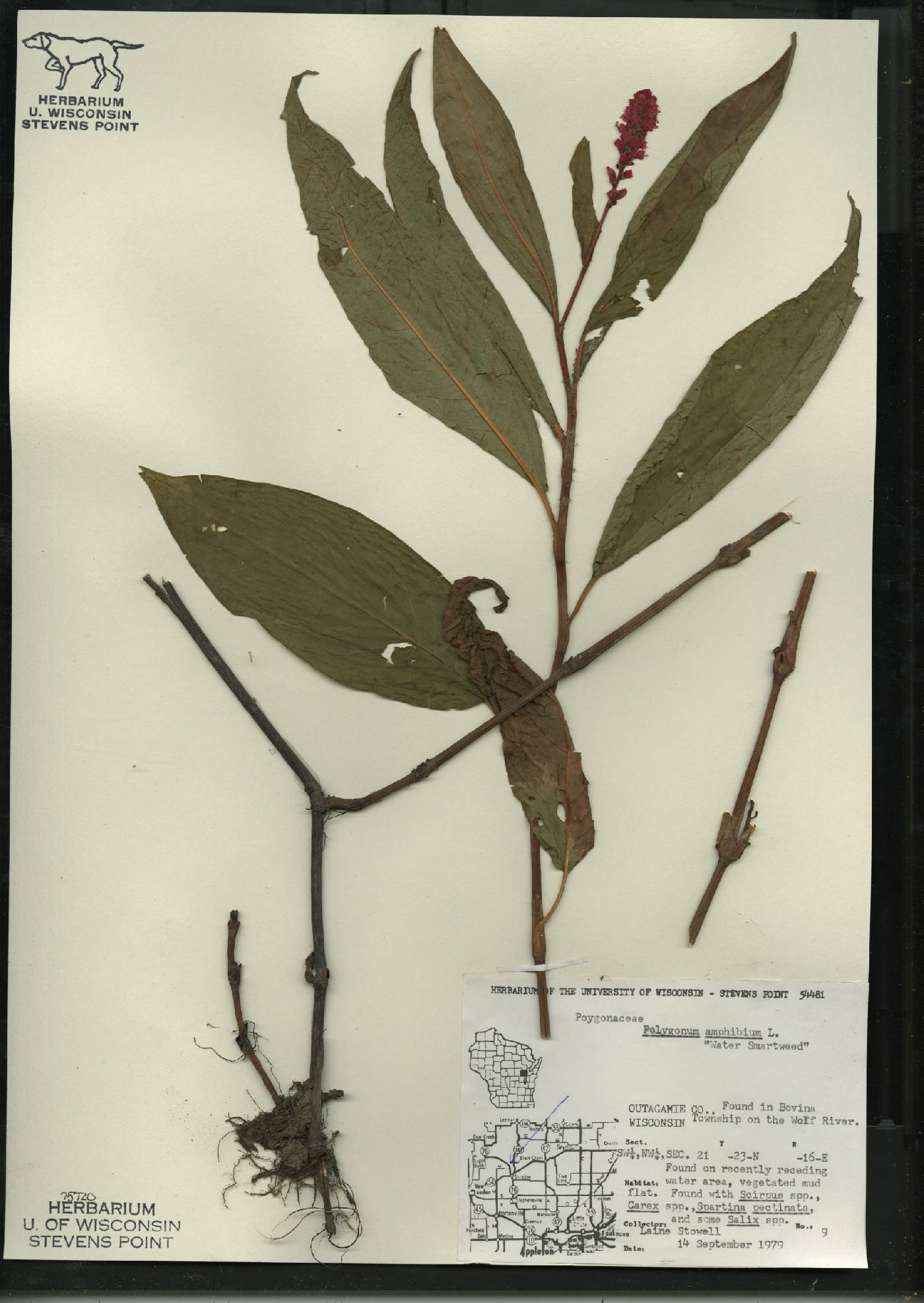 Ageratina altissima image