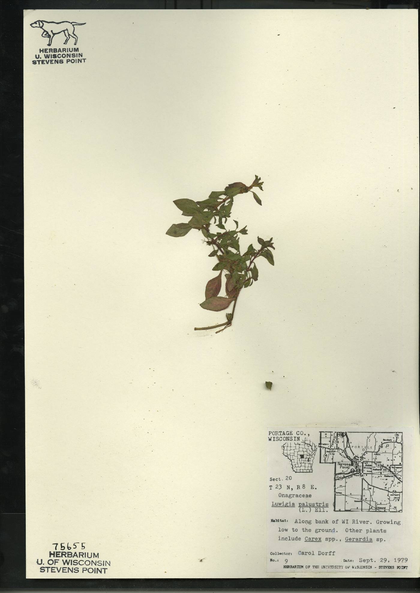 Ludwigia palustris image
