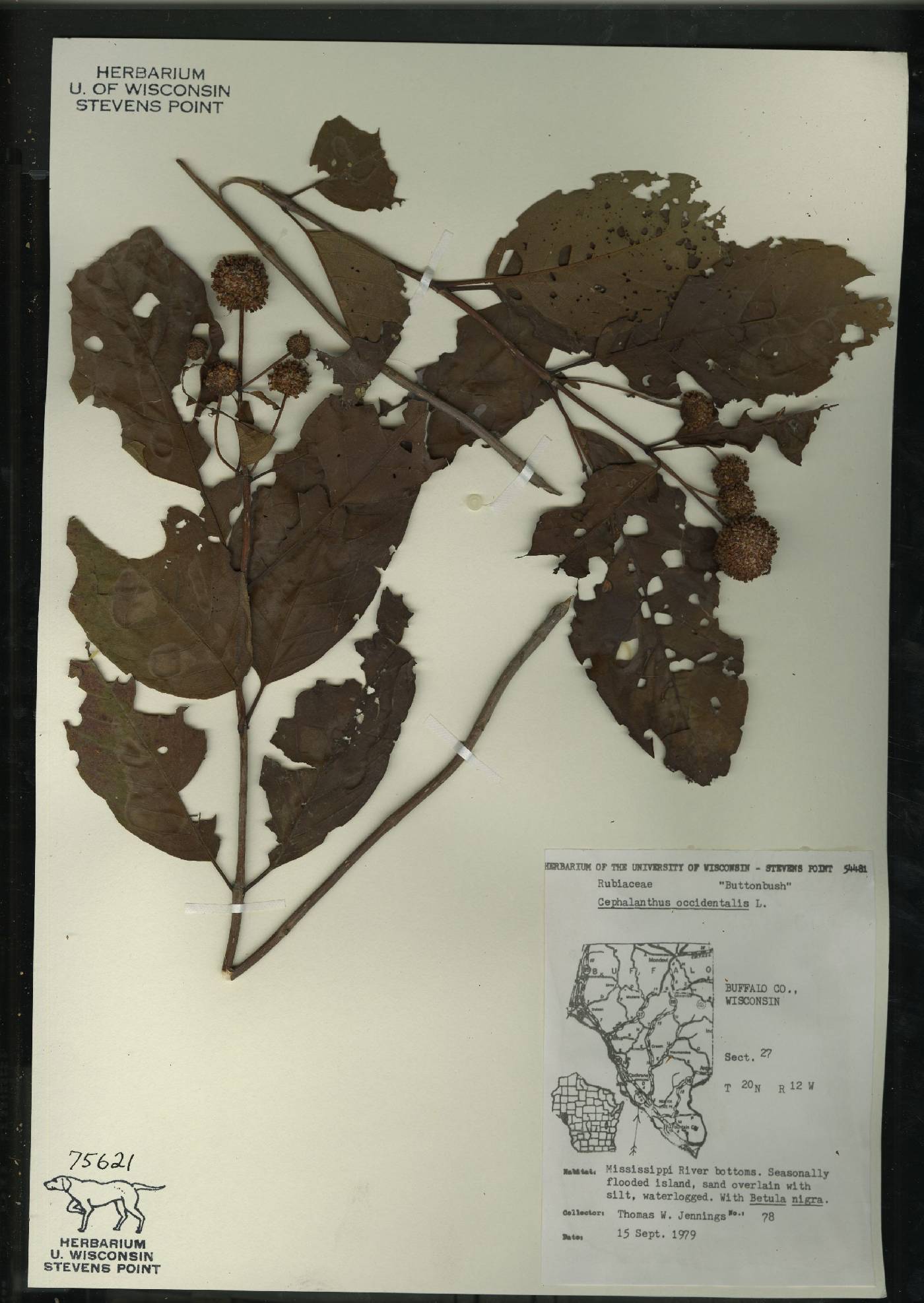 Cephalanthus occidentalis image