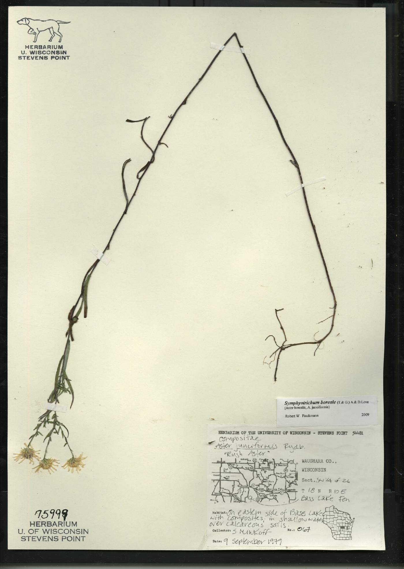Symphyotrichum boreale image