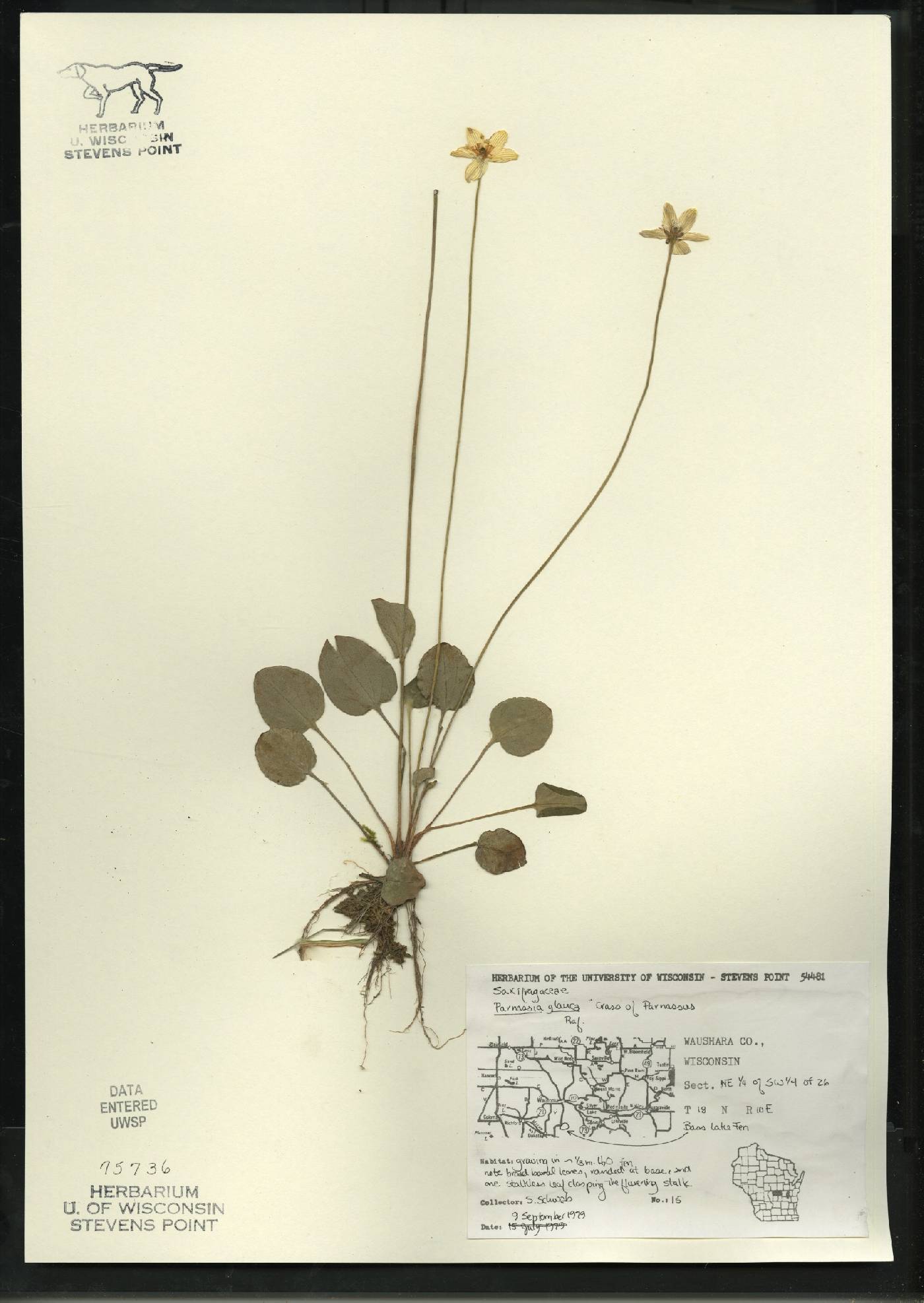 Parnassia glauca image