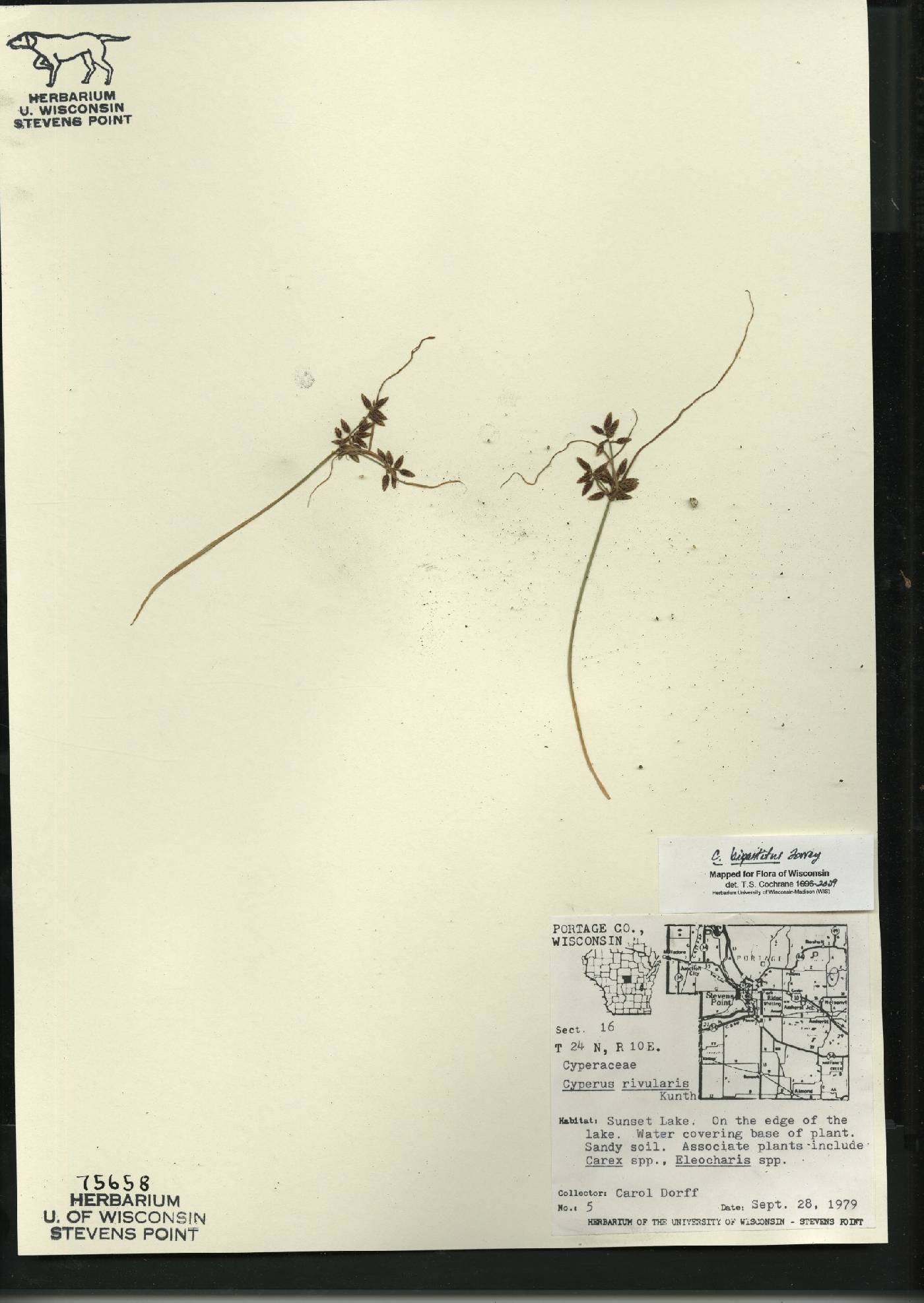Cyperus bipartitus image