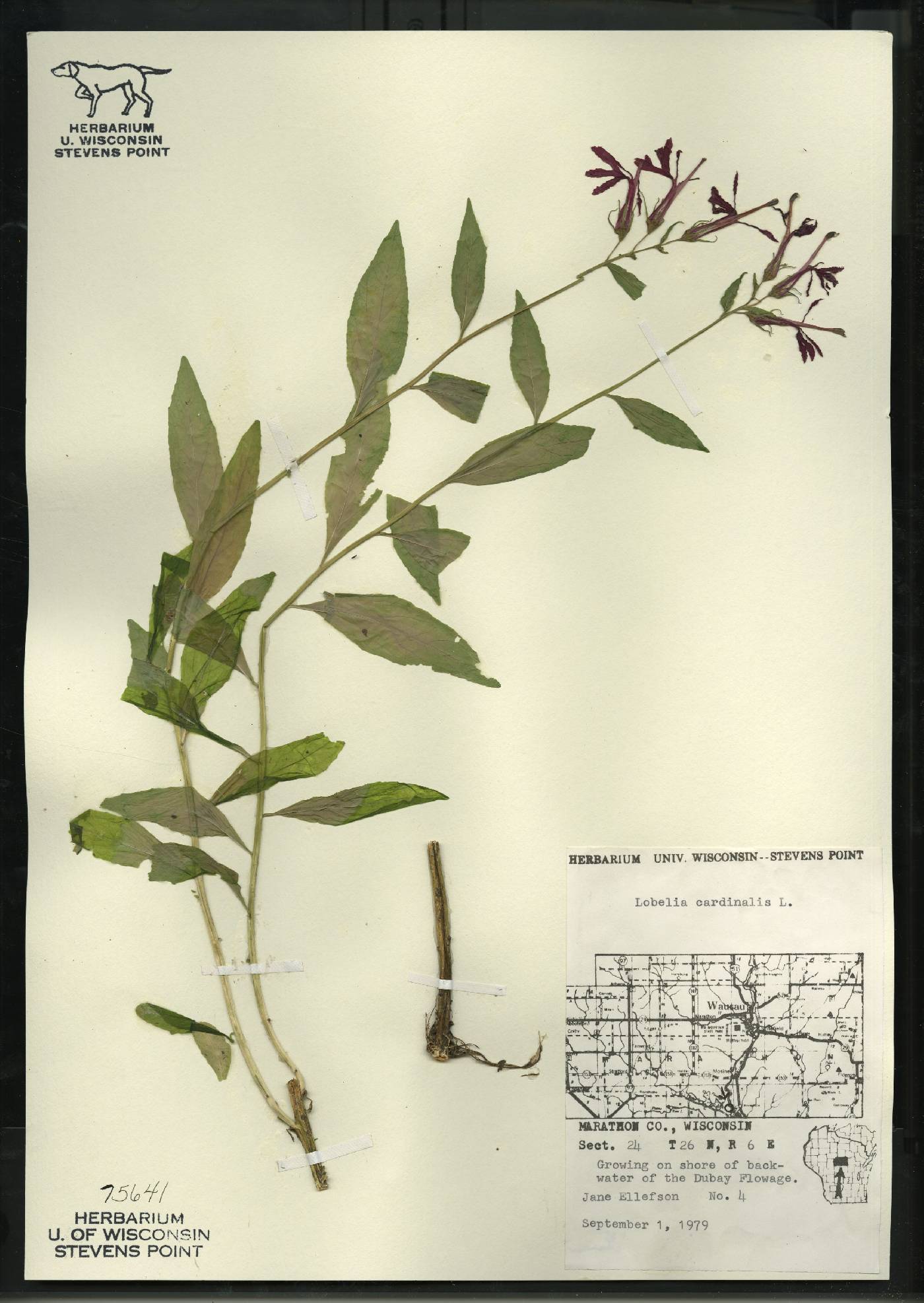 Lobelia cardinalis image