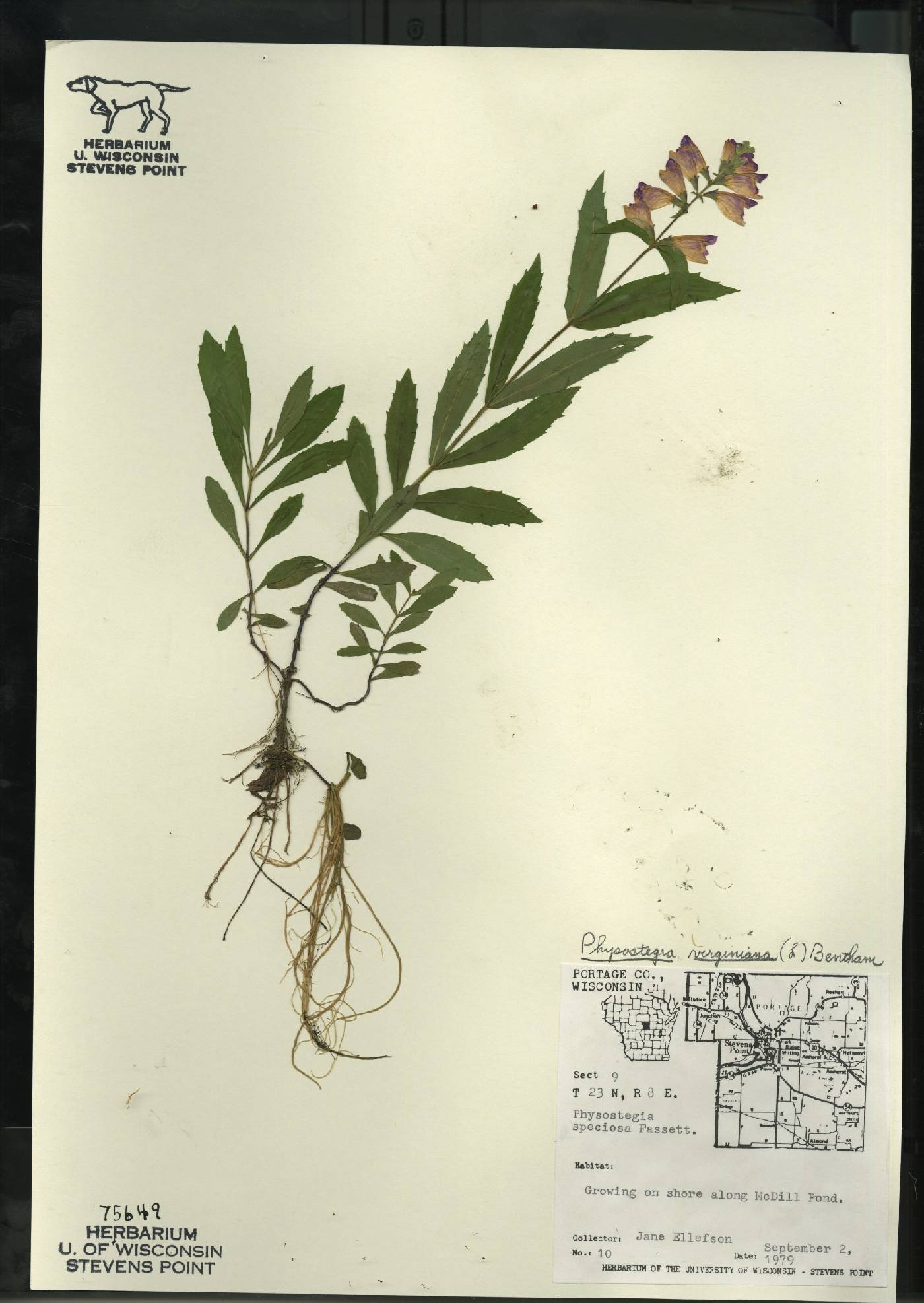 Physostegia virginiana image