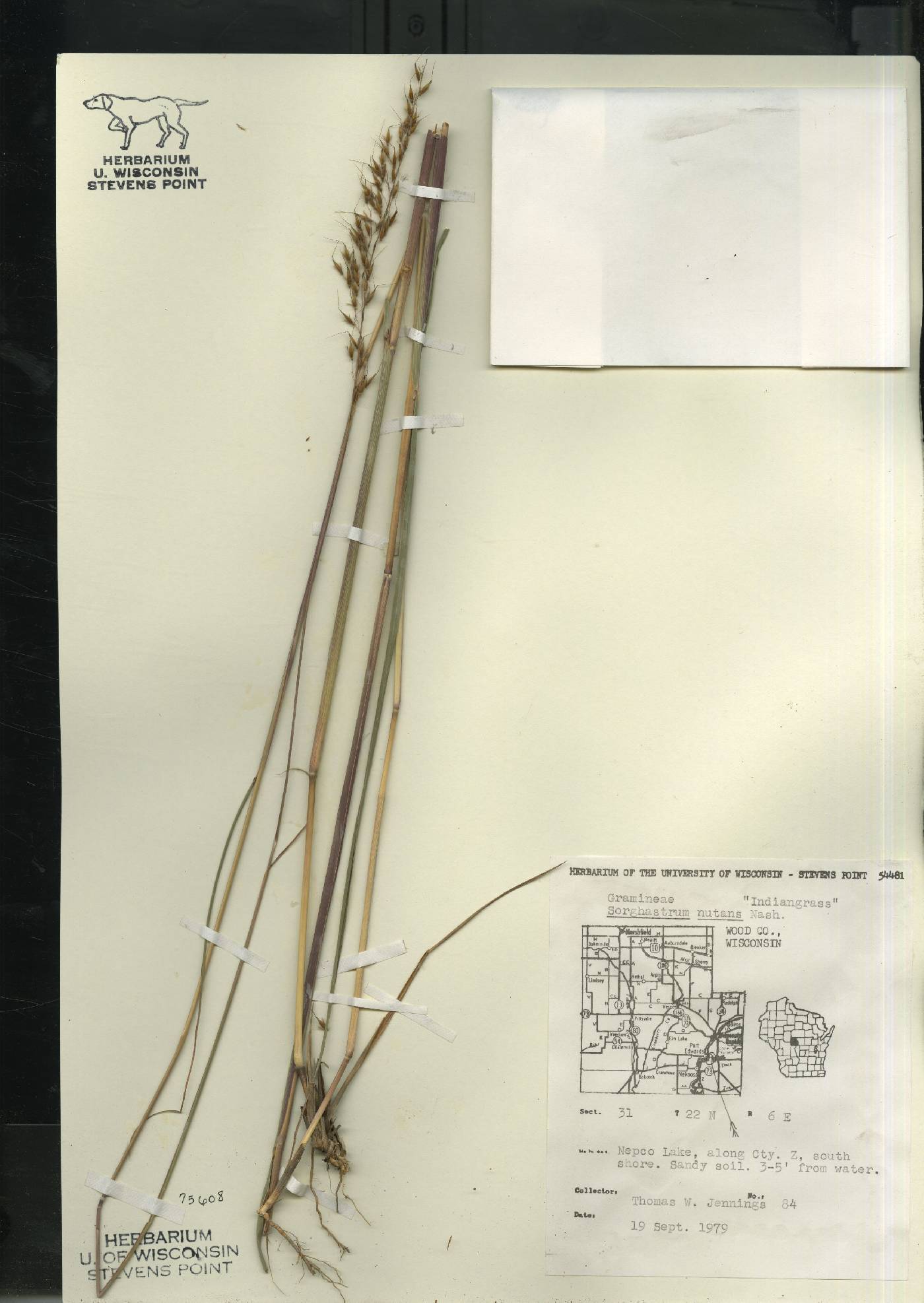 Sorghastrum nutans image