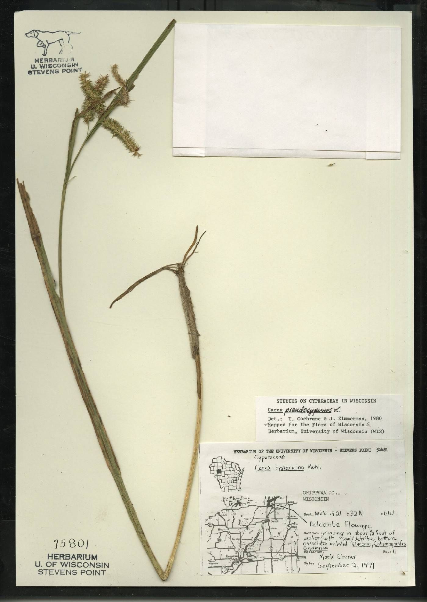 Carex pseudocyperus image