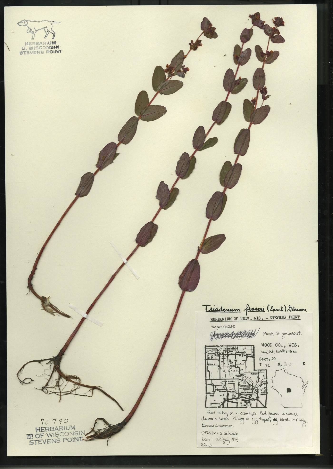 Triadenum fraseri image