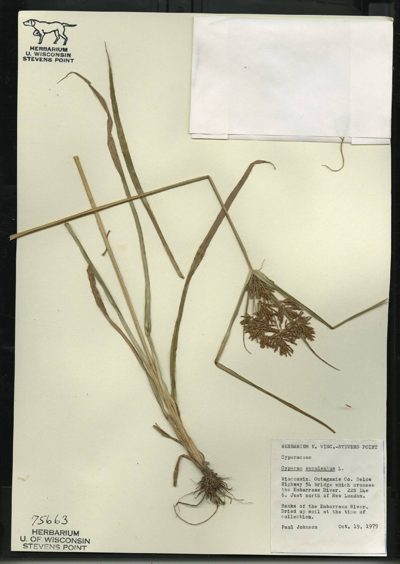 Cyperus esculentus var. leptostachyus image
