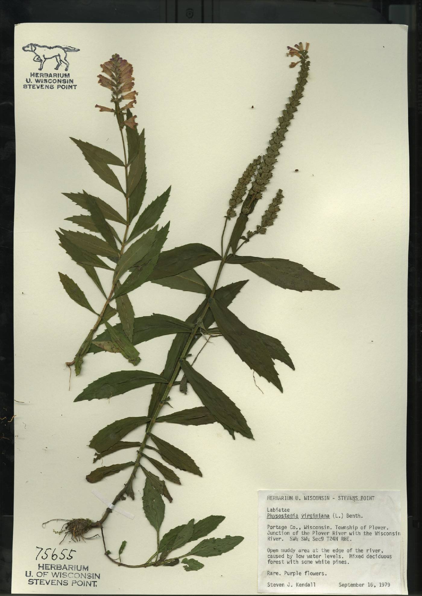 Physostegia virginiana image