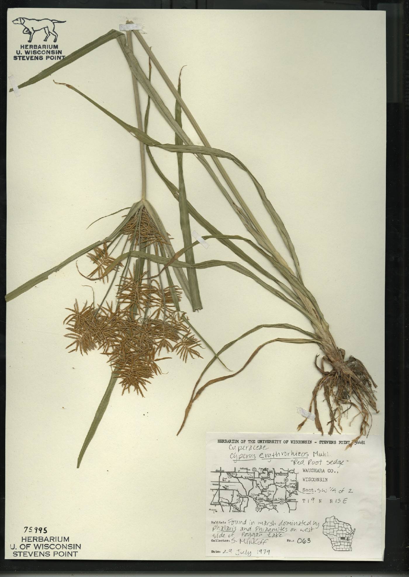 Cyperus erythrorhizos image