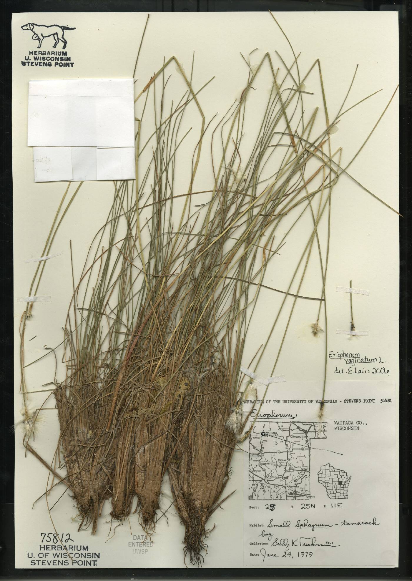 Eriophorum vaginatum image