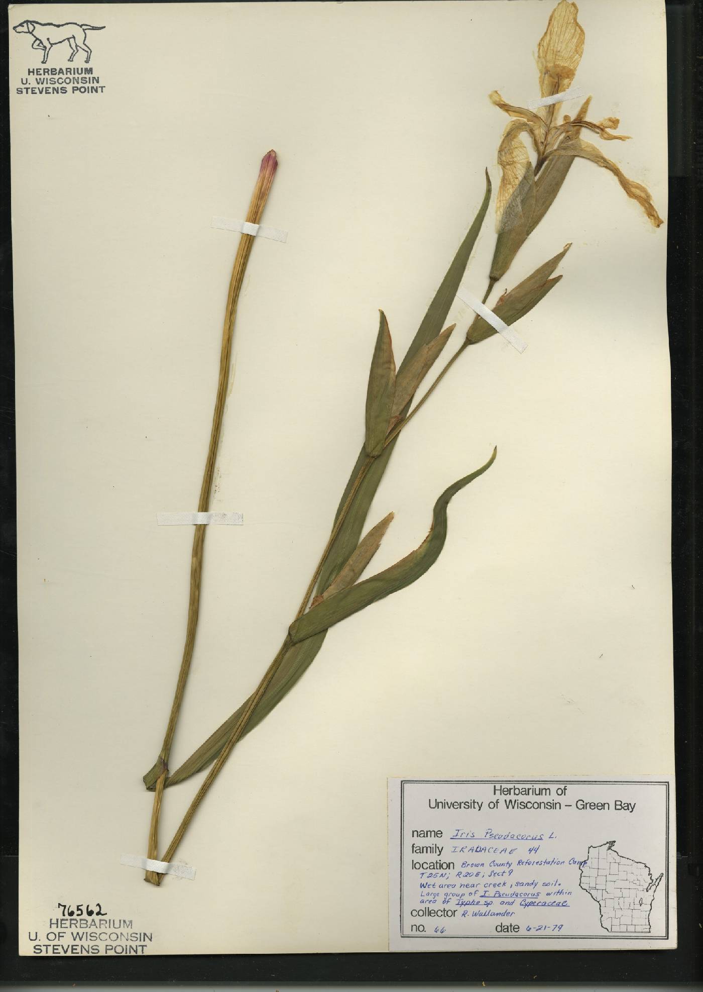 Iris pseudacorus image