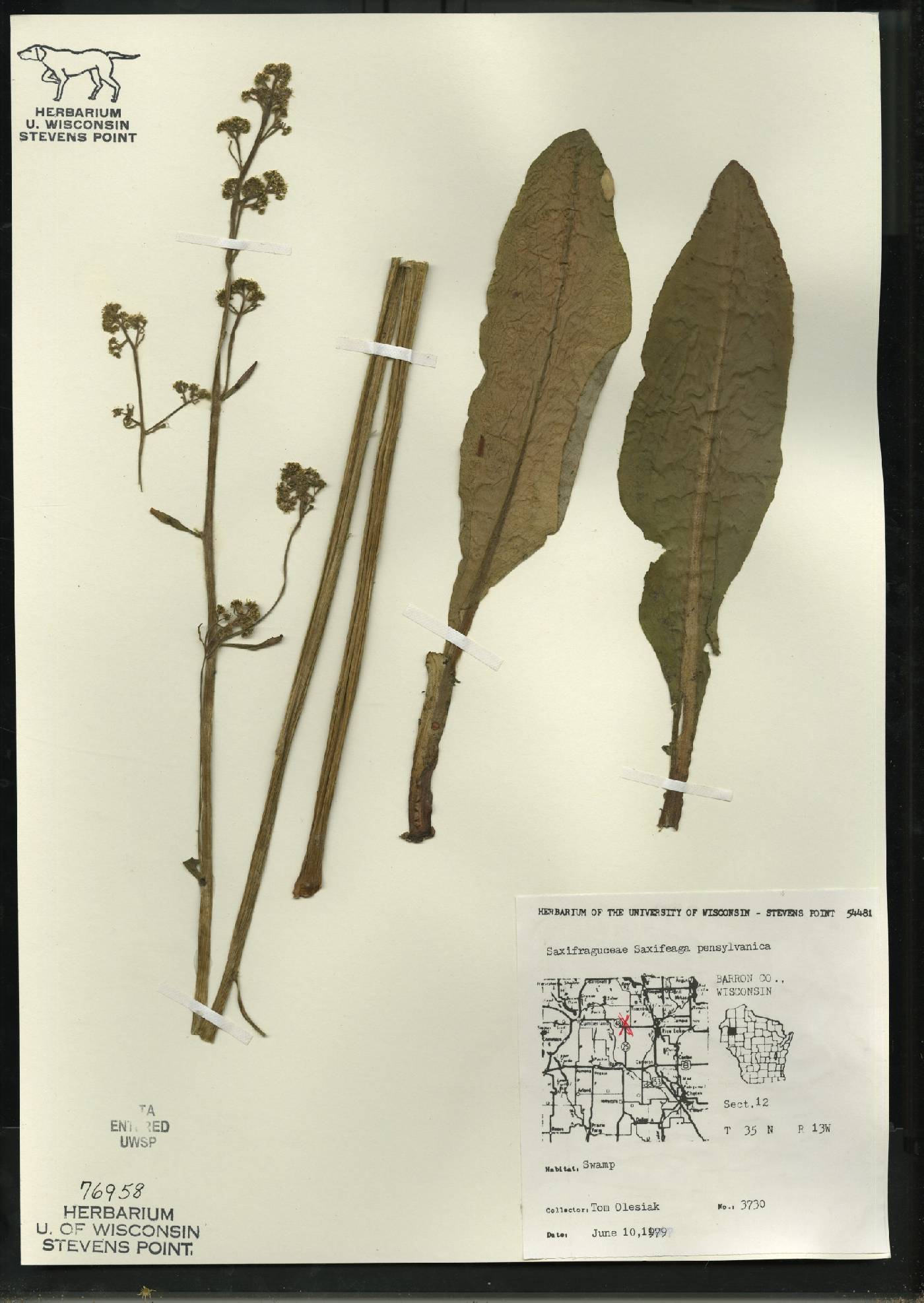 Micranthes pensylvanica image