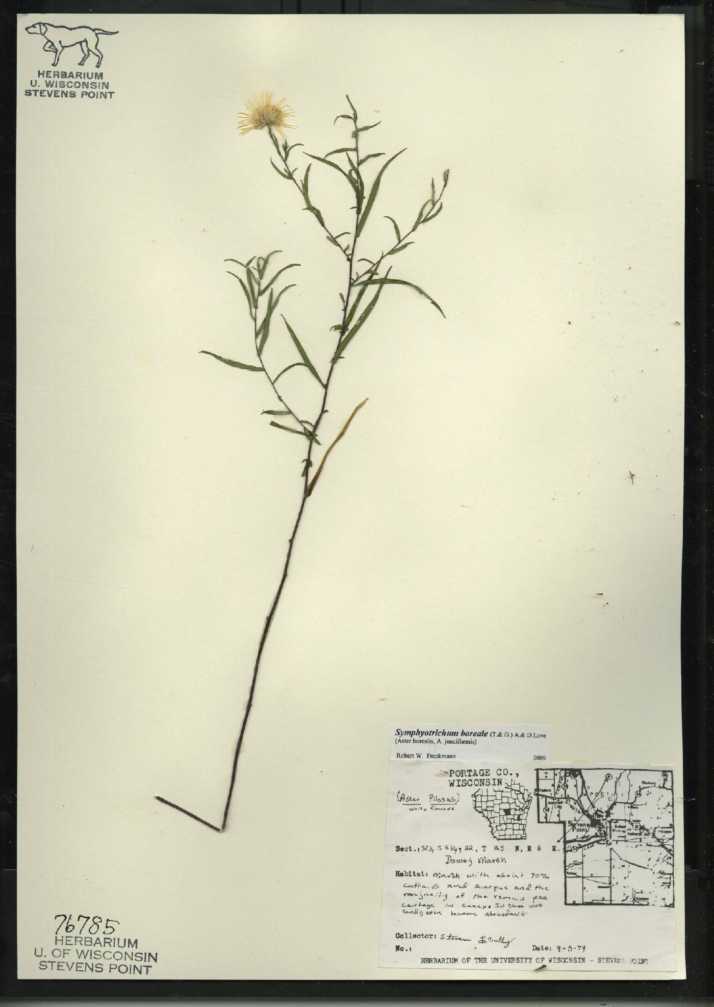 Symphyotrichum boreale image