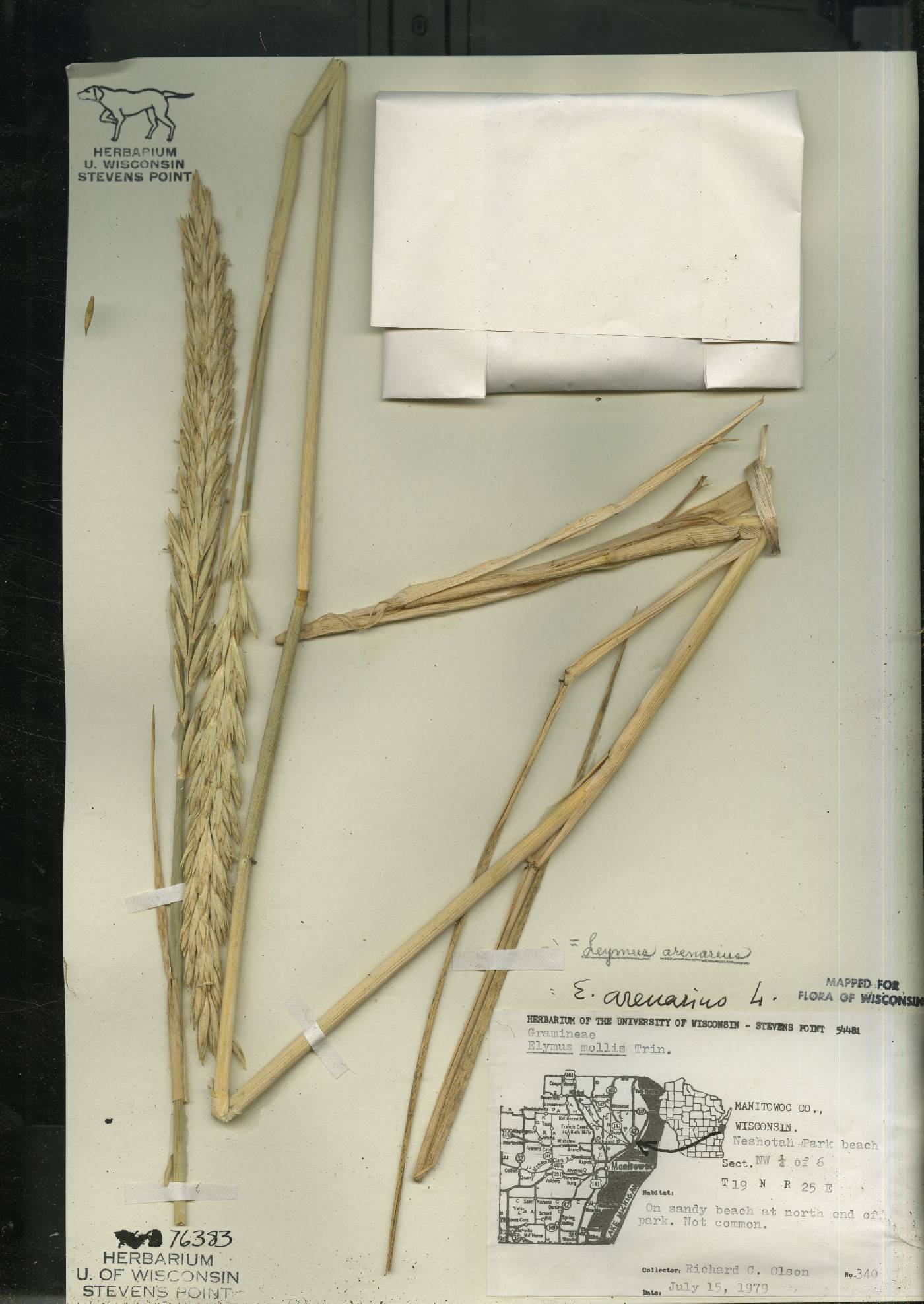 Leymus arenarius image