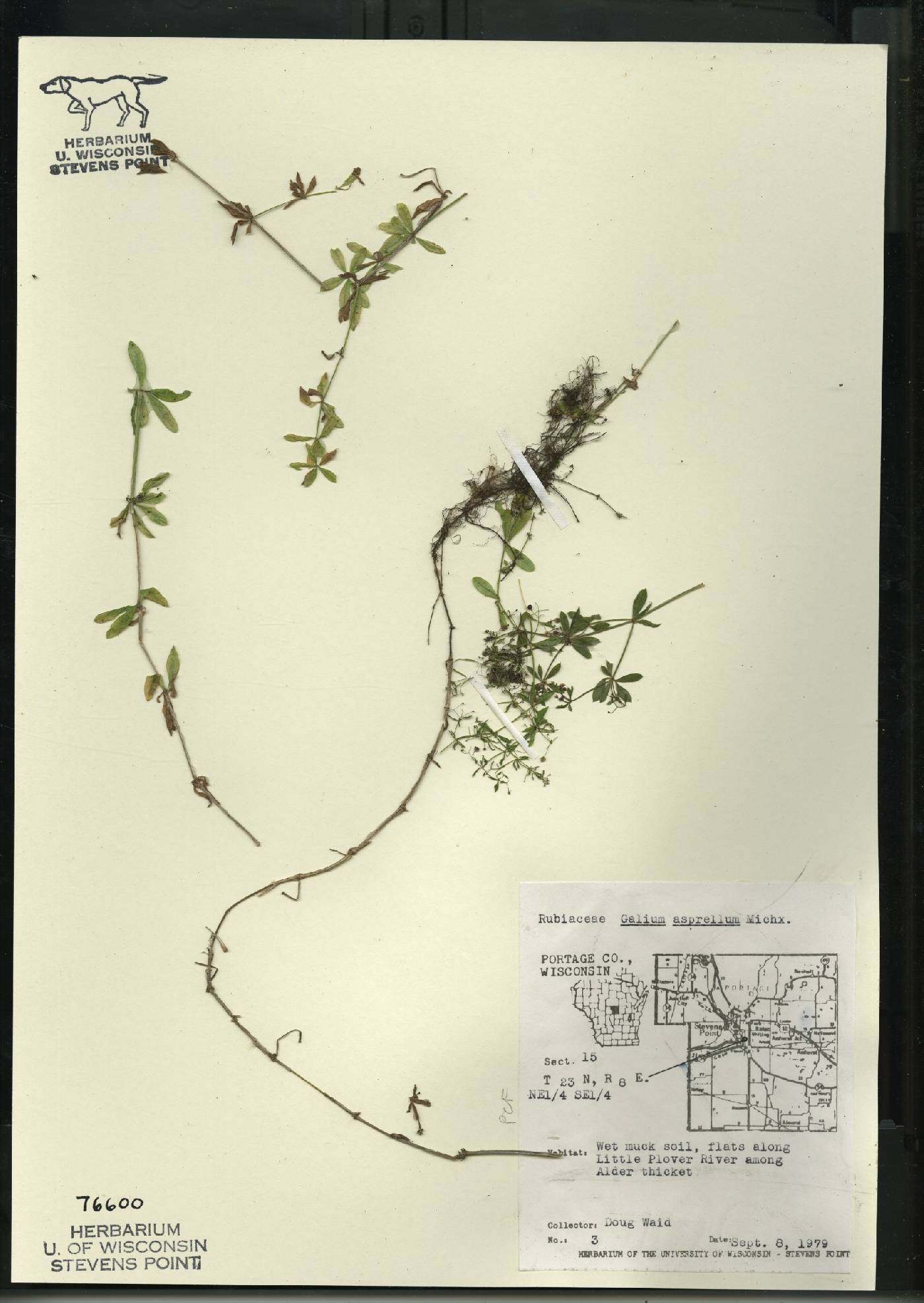 Galium asprellum image