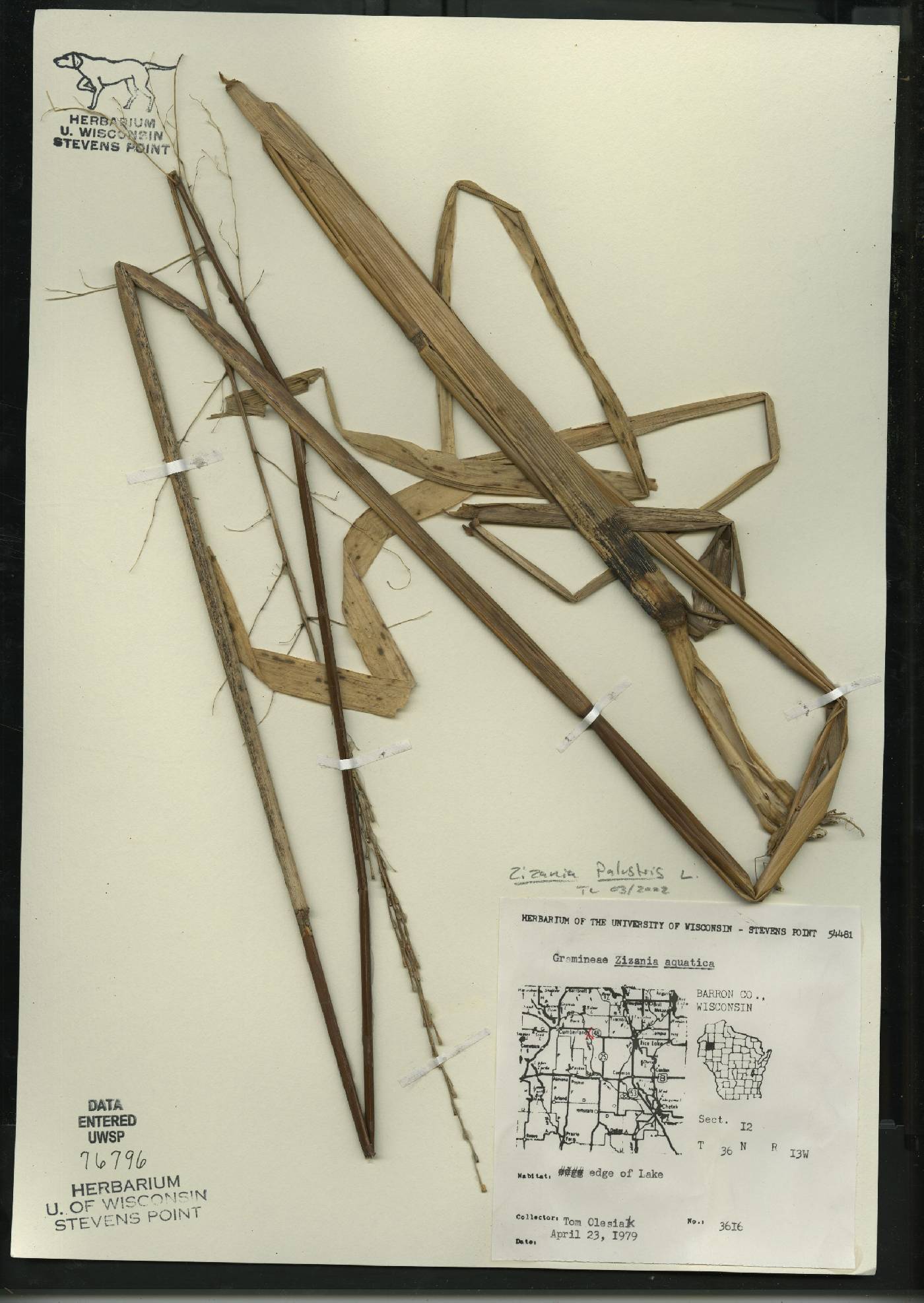 Zizania palustris image
