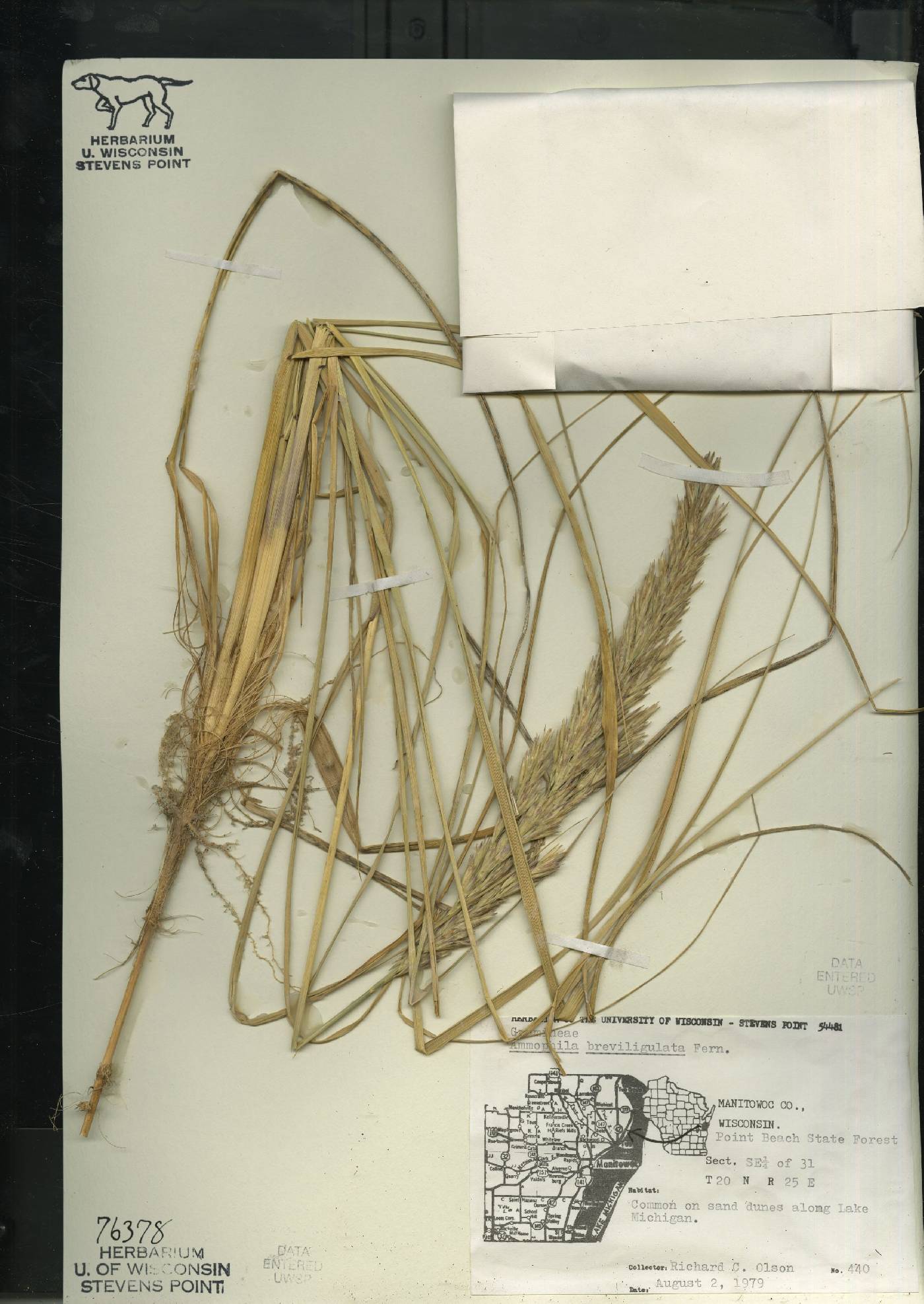 Ammophila breviligulata image